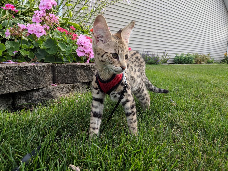 F1 Savannah Kitten suchen ein liebevolles zu Hause - Savannah - Frankfurt am Main