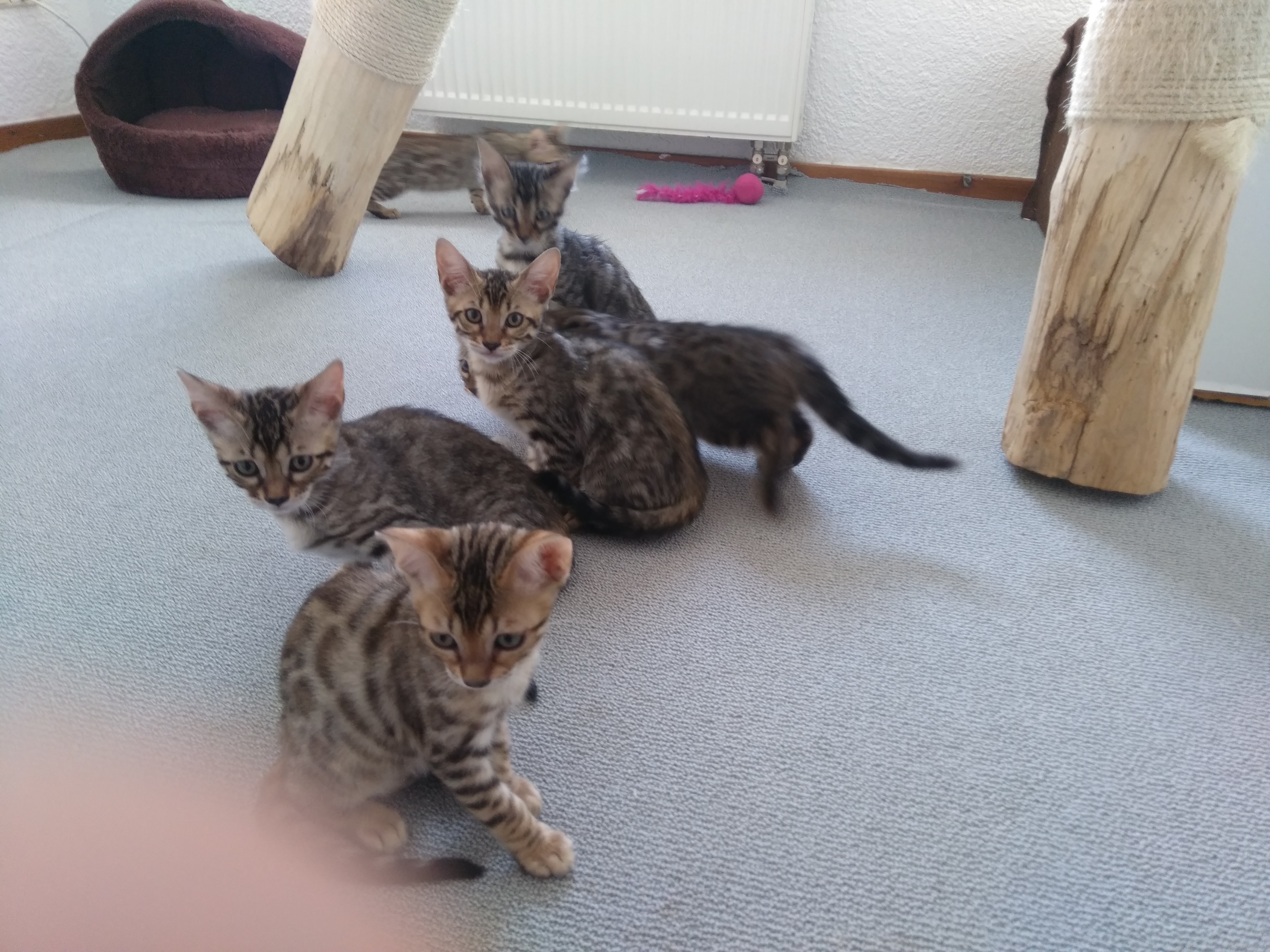 Bengalkitten zu verkaufen - Bengal - Bernburg Saale