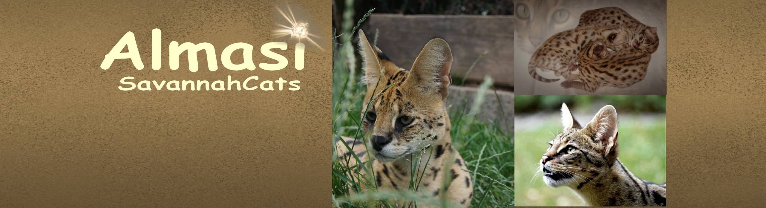 F3 & F6 Savannahkitten von Almasi - Savannah - Tastungen