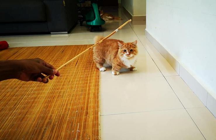 Munchkin-Kätzchen - kleiner Familienfreund voor koop - Katzen Sonstige - Göttingen