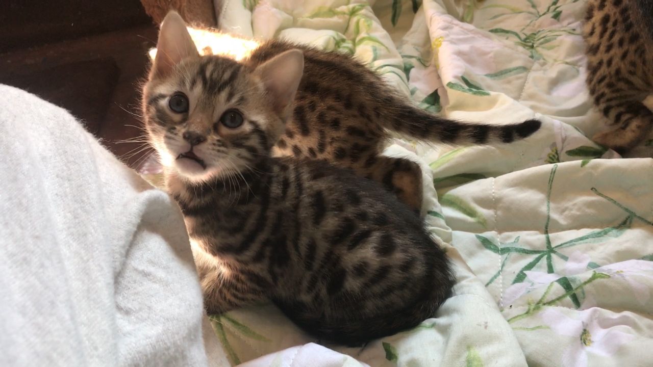 Süßes Bengal Kätzchen - Bengal - Stuttgart