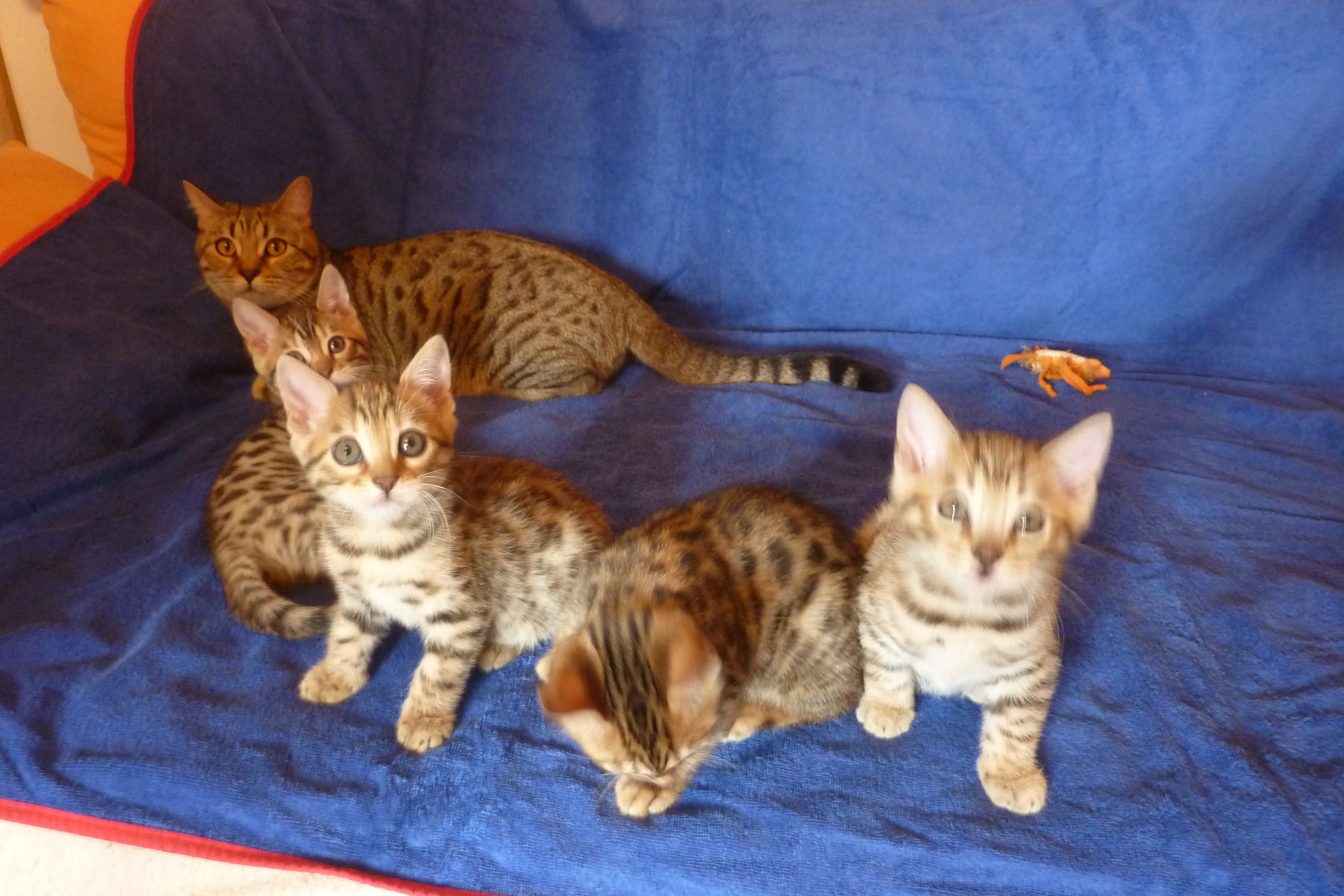 3/4 Bengalen+1/4BKH-Mix-Kitten - Bengal - Salz
