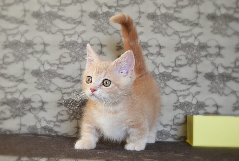 Munchkin Katzen sucht Familienanschluss - Katzen Sonstige - Schönefeld