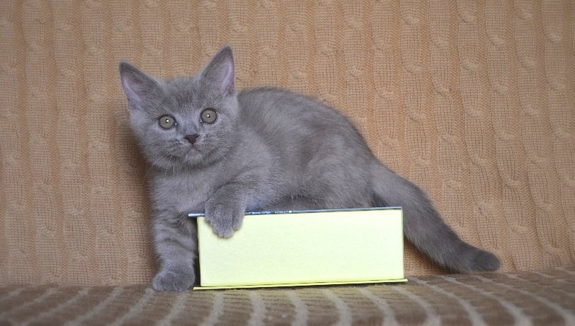 Junge Munchkin-Kätzchen - Katzen Sonstige - Reinfeld Holstein