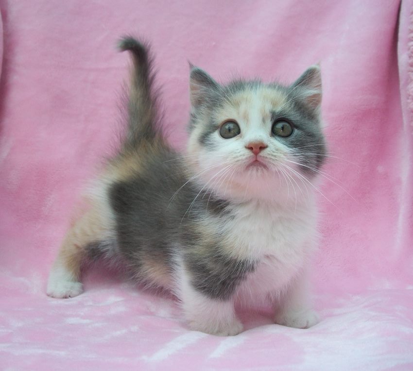 Bildschöne Munchkin Kätzchen - Katzen Sonstige - Mannheim