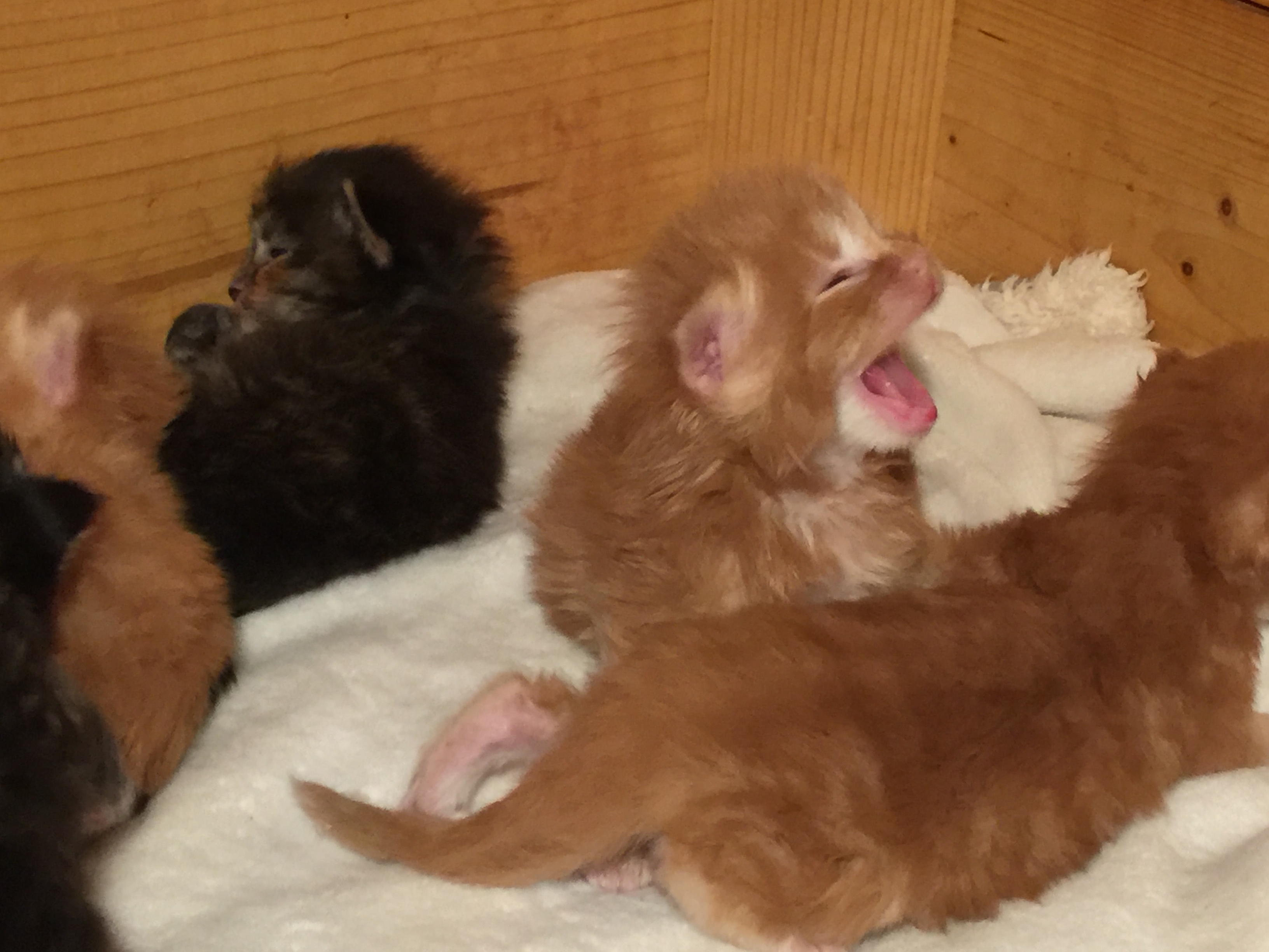 Maine Coon Kätzchen - Maine Coon - Rotkreuz