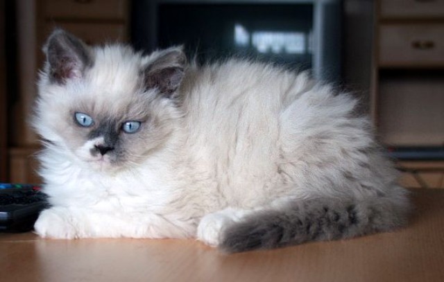 Selkirk Rex Langhaar Kitten in colourpoint  so schmusig - Selkirk Rex - Hannover