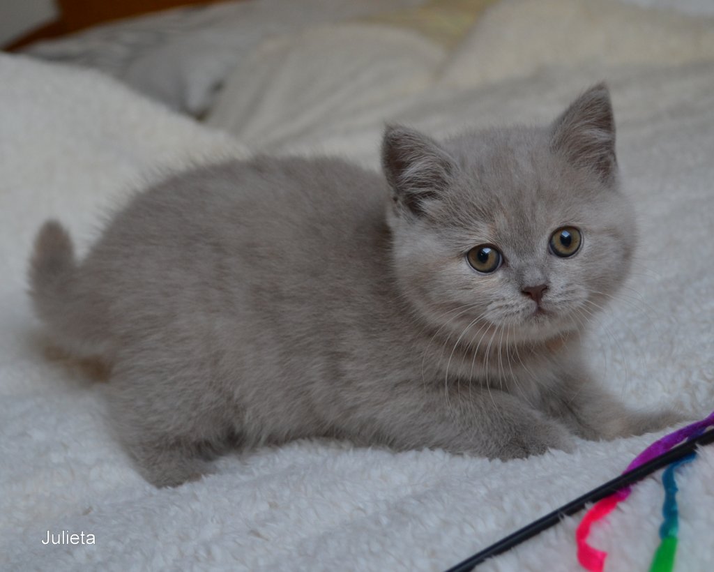 Süße reinrassige Britisch Katzenbabys - British Kurzhaar - Kümmersbruck