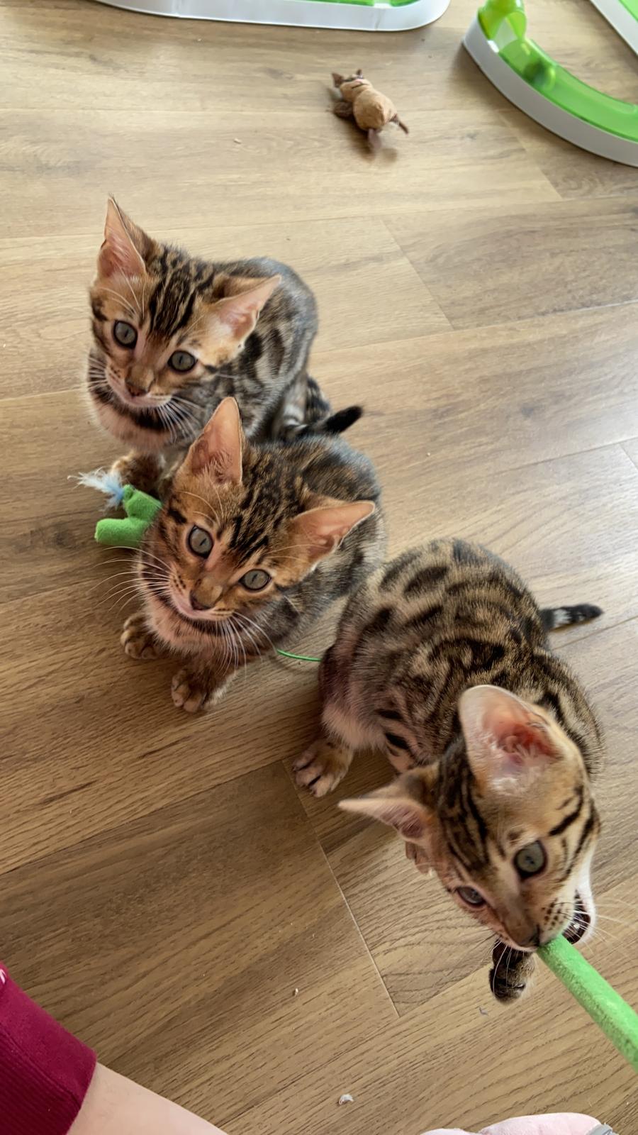 Bengalkitten mit Stammbaum - Bengal - Henstedt Ulzburg