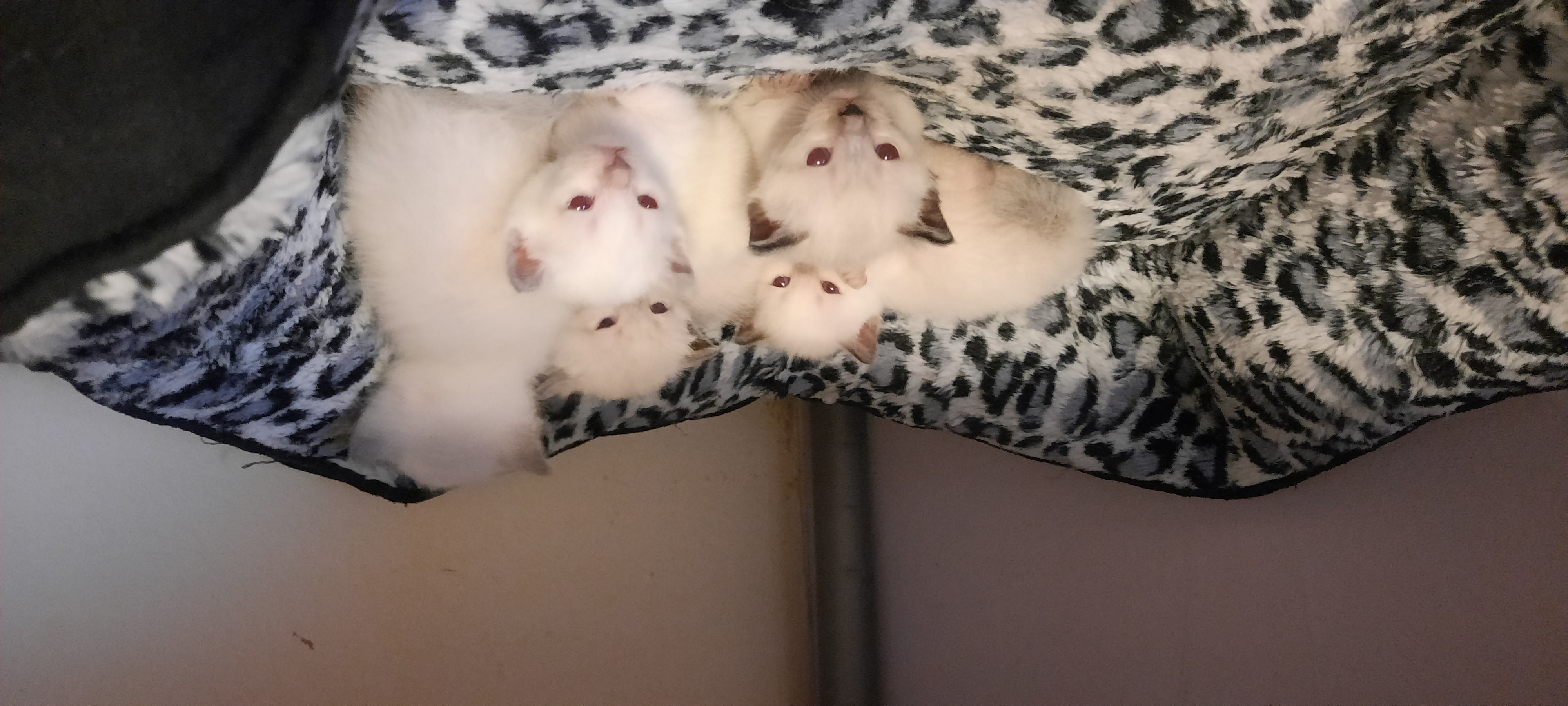 Bkh/Siam Kitten - British Kurzhaar - Hümpfershausen