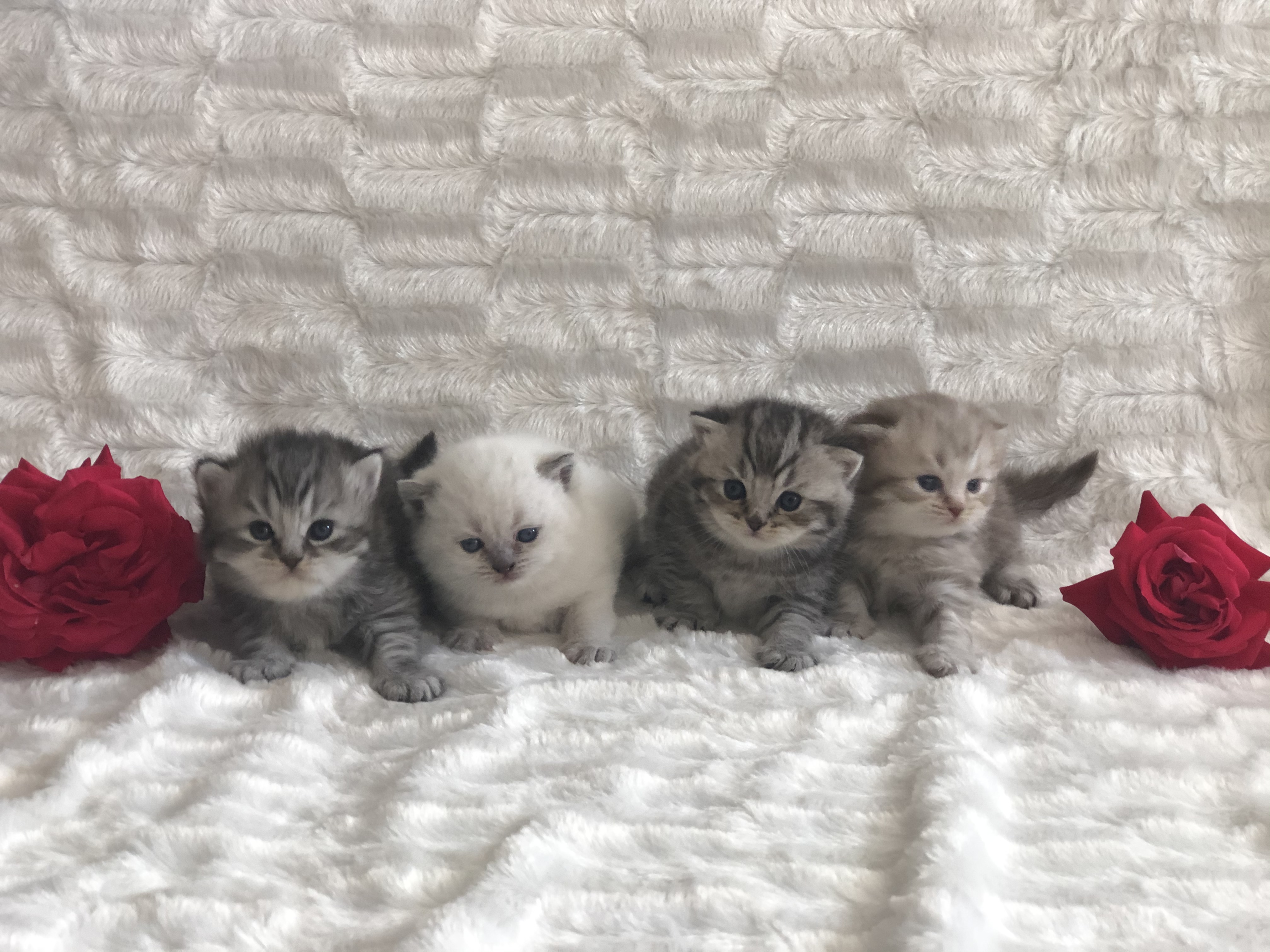 Wunderschöne BKH Kitten mit Stammbaum - British Kurzhaar - Bad Arolsen