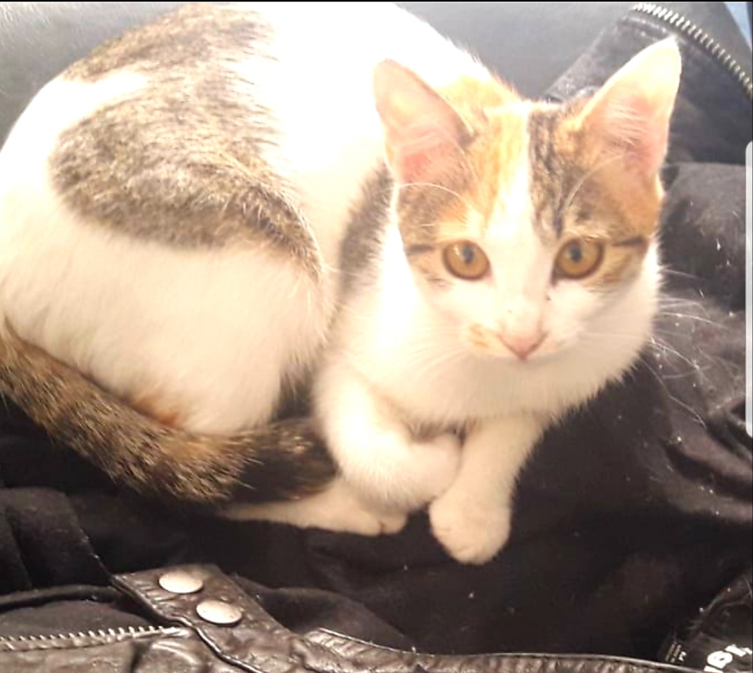 Flugpate Antalya - Deutschland gesucht - Katzensitter - Hattingen