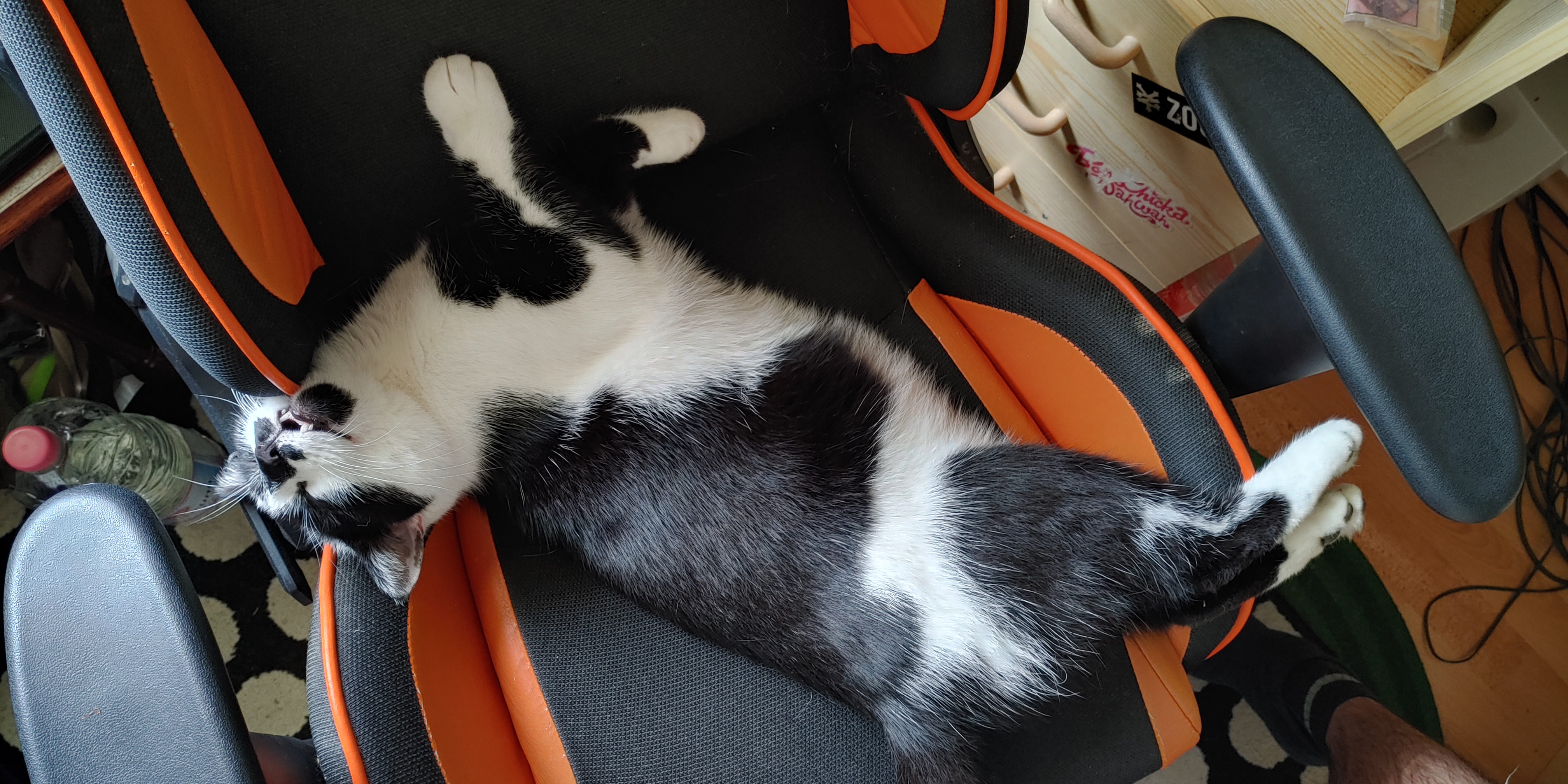 Schwarz-weißer Kater aus Kiel-Mettenhof wird seit dem 25.08.2021 stark vermisst - Freigaenger - Kiel