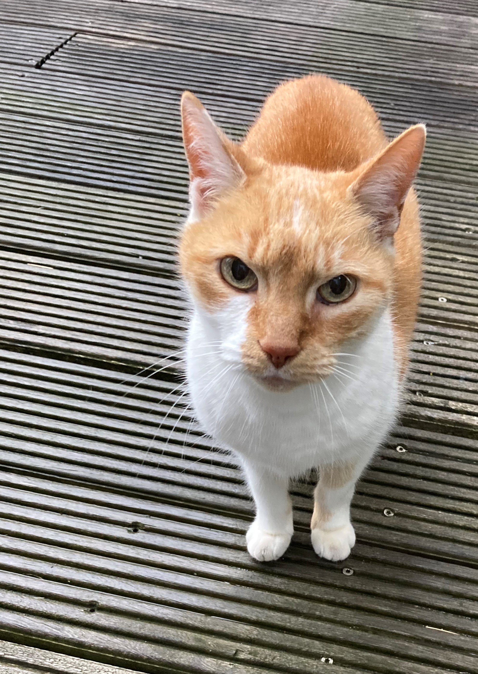 Katze sucht ein zuhause - Hauskatzen - Rosdorf