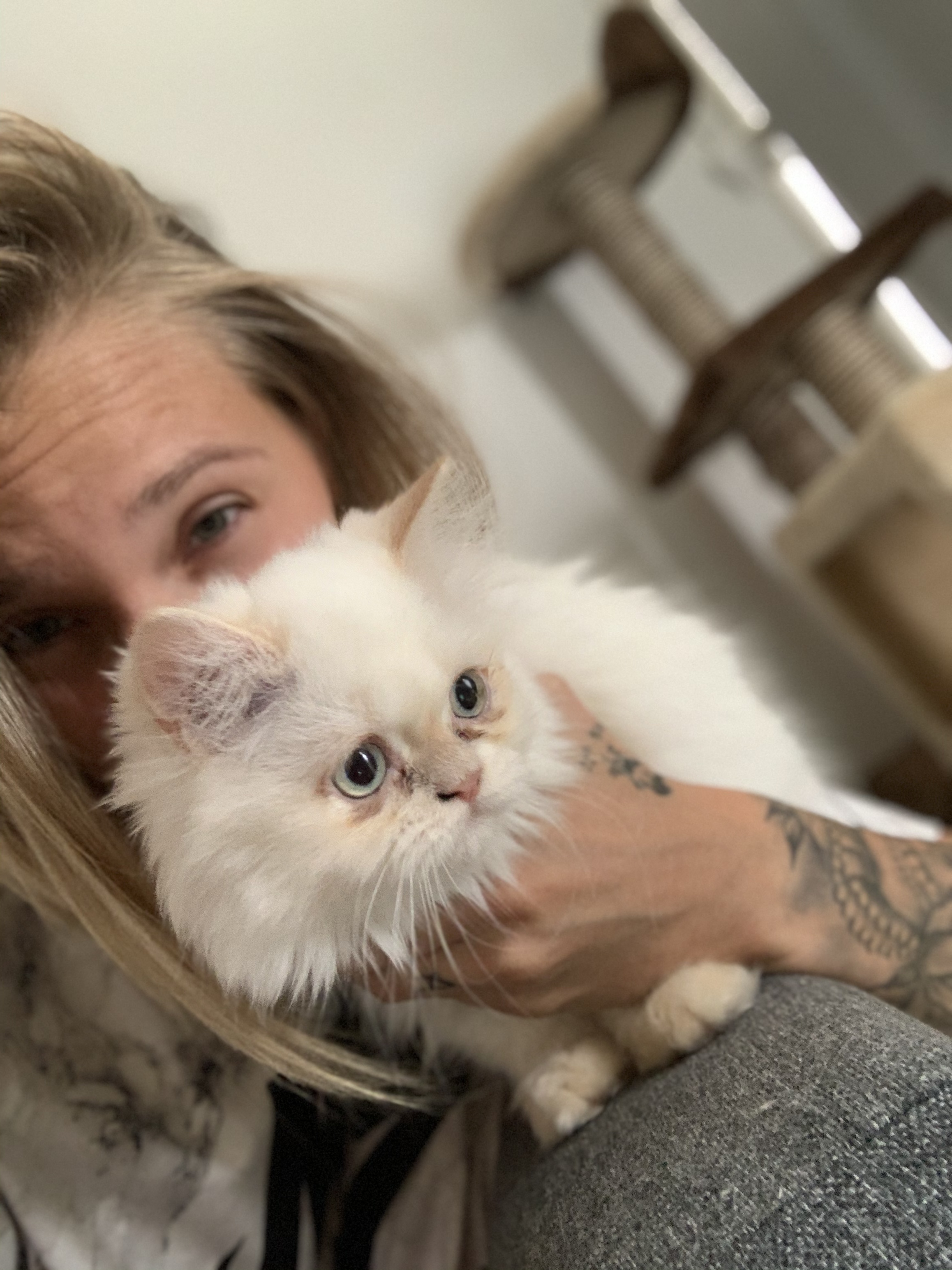 Reisebegleitung meiner kleinen Himalaya Katze - Katzen Sonstige - Horneburg