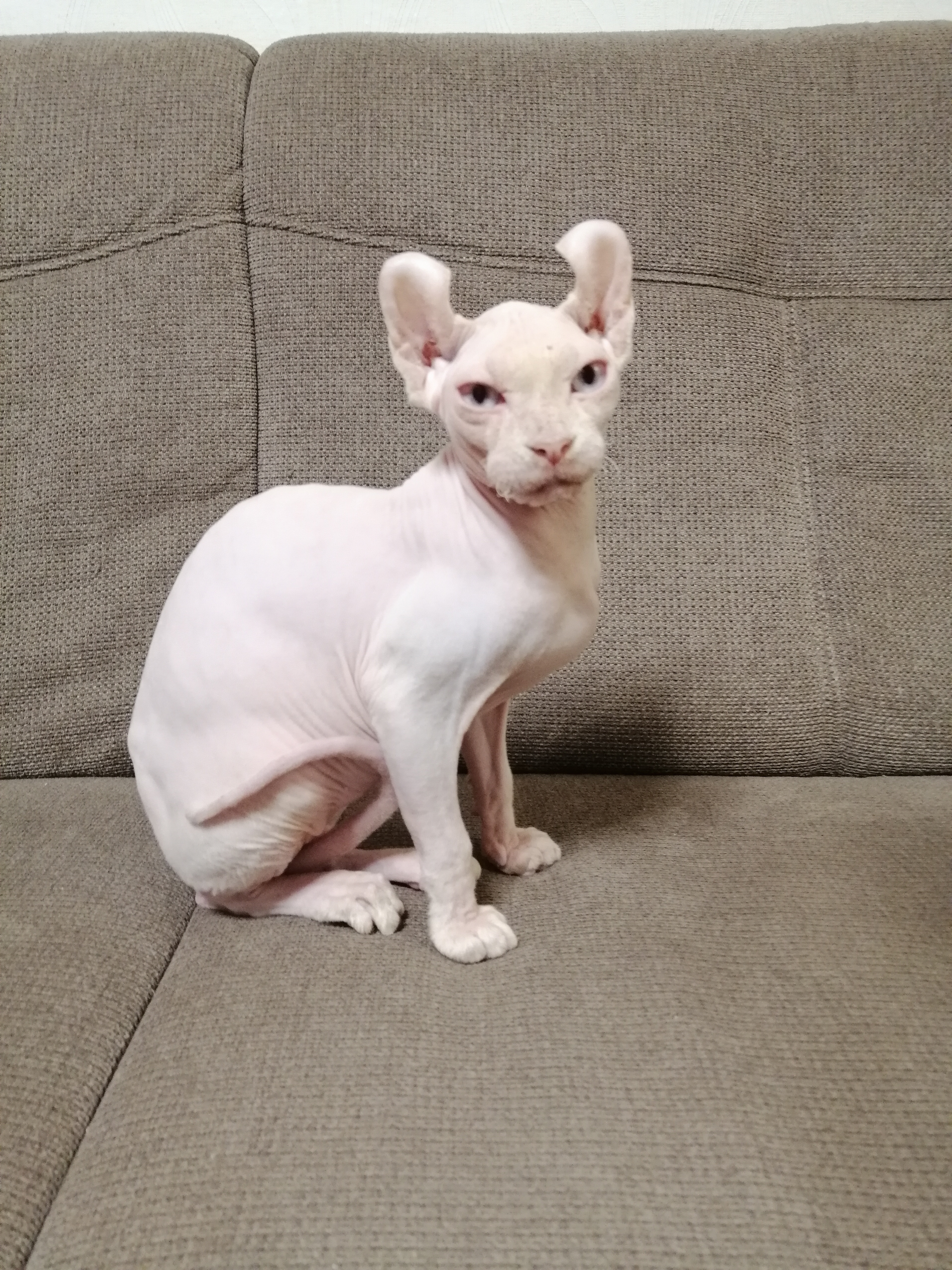 Sphynx Elf - Sphynx - Nürnberg