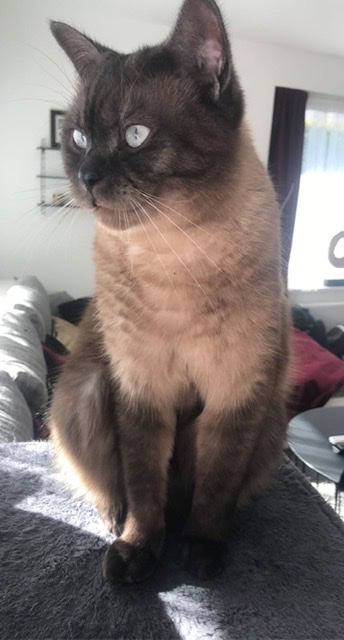 Entlaufen - British Kurzhaar - Klagenfurt