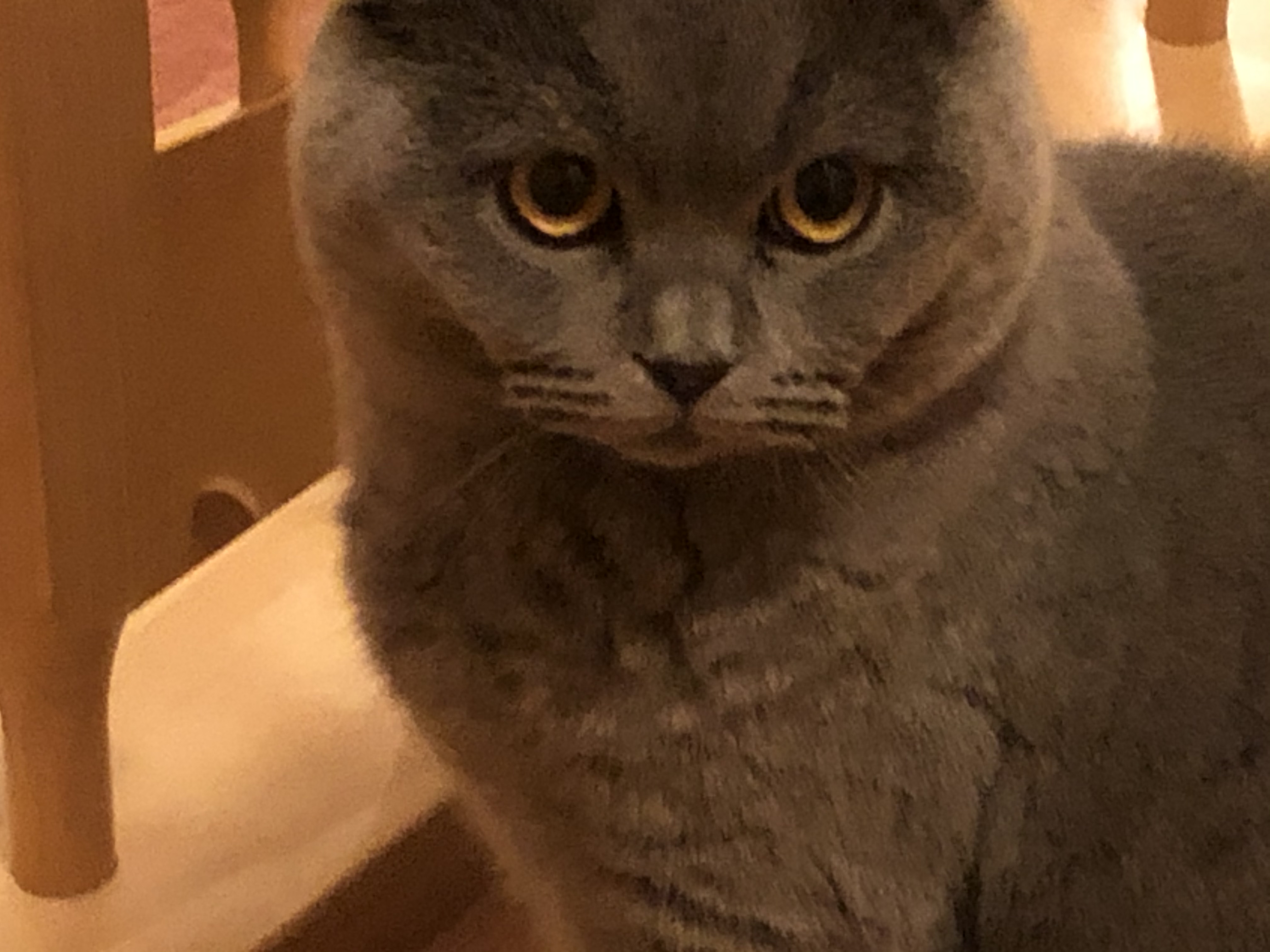 Deckkater - British Kurzhaar - Gardelegen