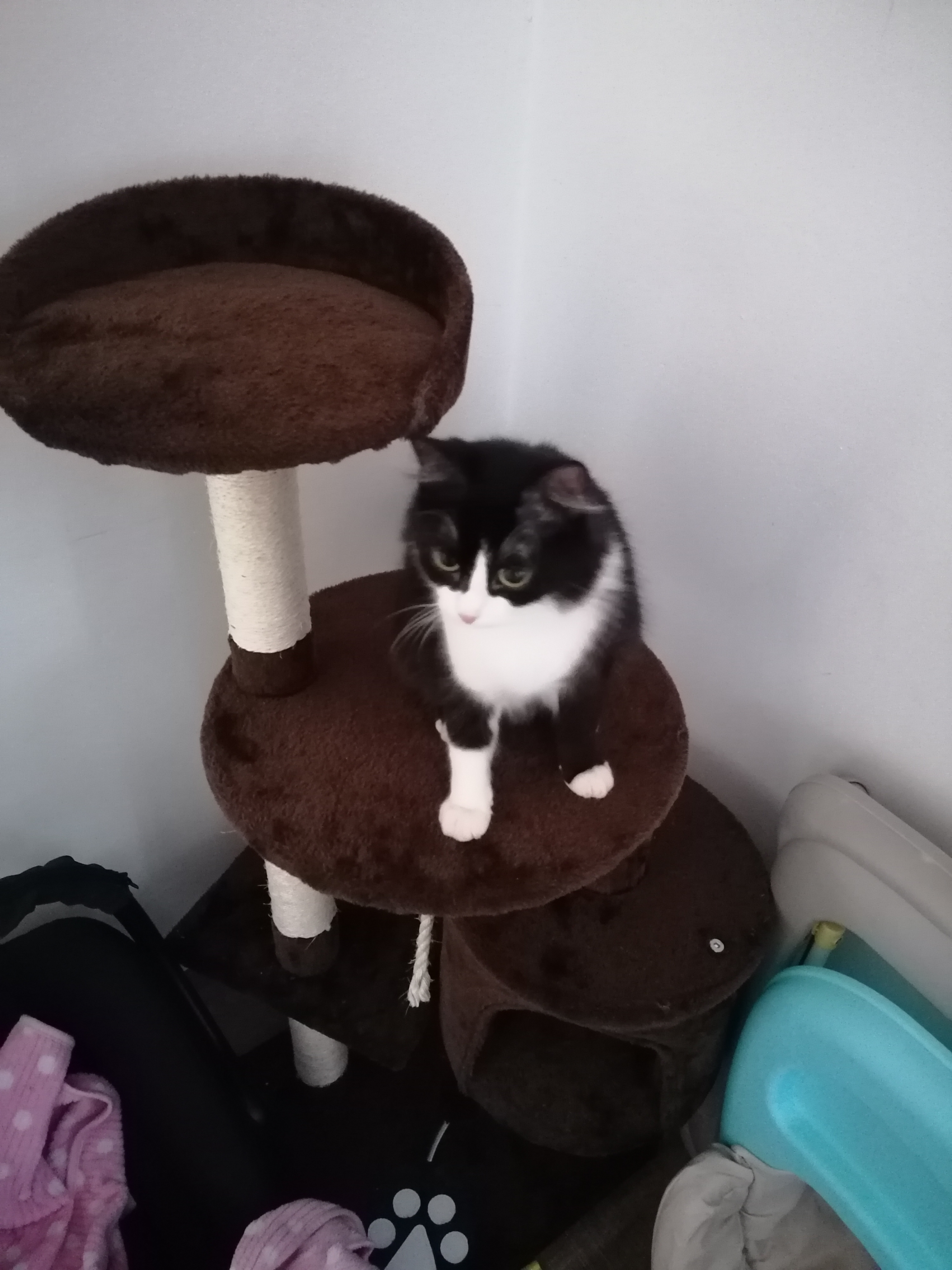 Katzen abzugeben - Angora - Ottensheim