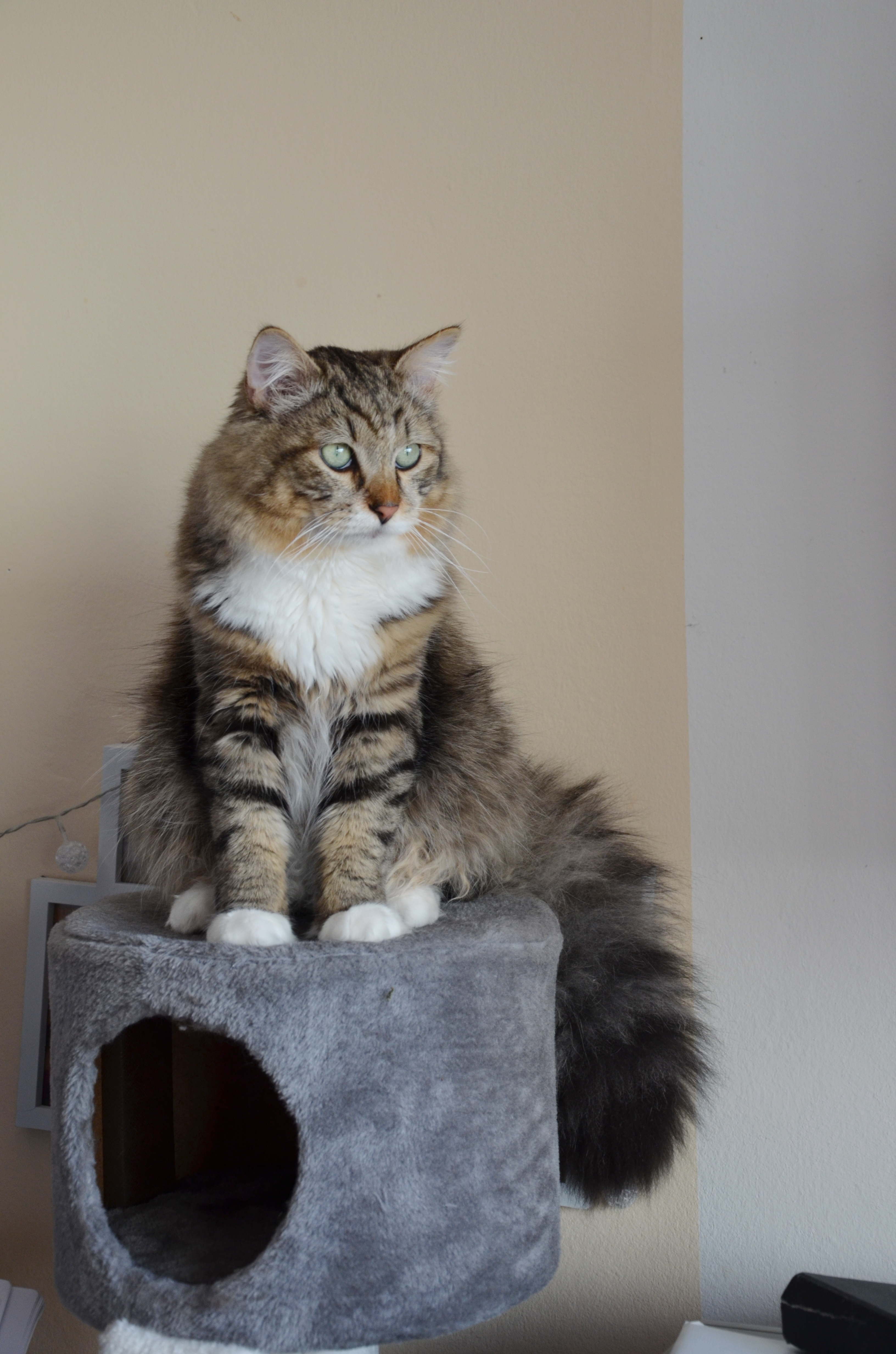 Deckkater Sibirische Waldkatze - Sibirische Katze - Oberschleißheim
