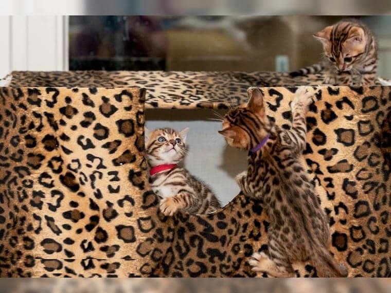 AB SOFORT ABZUGEBEN 2 Bengalen Reinrassige mit TICA papiere - Bengal - Freiburg im Breisgau