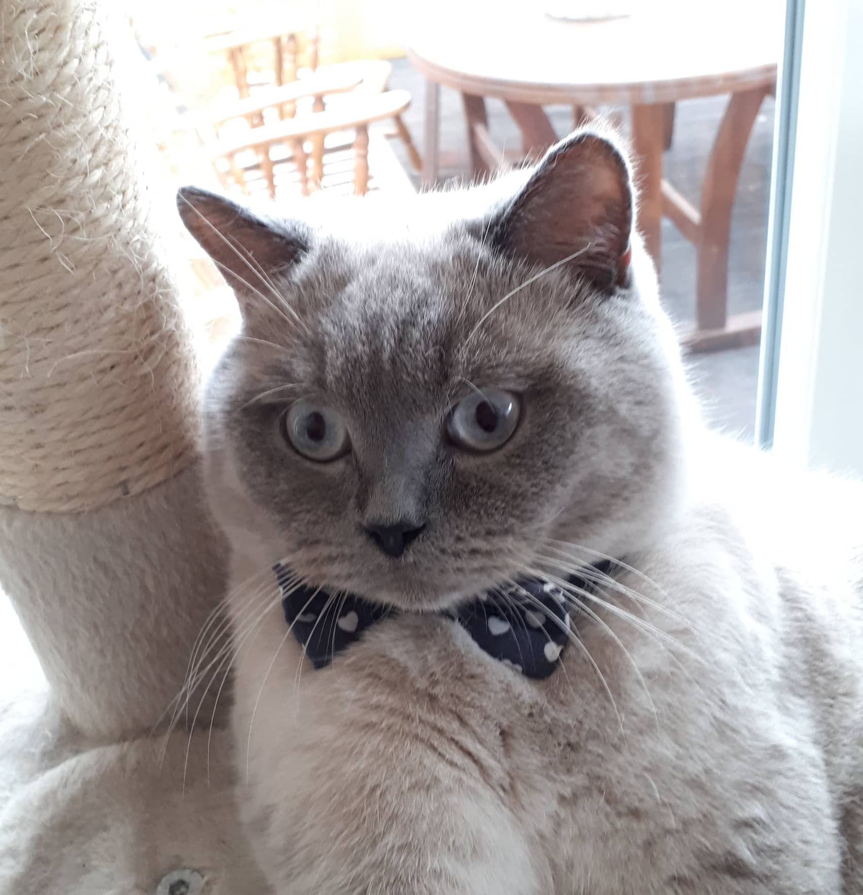 BKH Deckkater blue-point  Kein Verkauf - British Kurzhaar - Emden