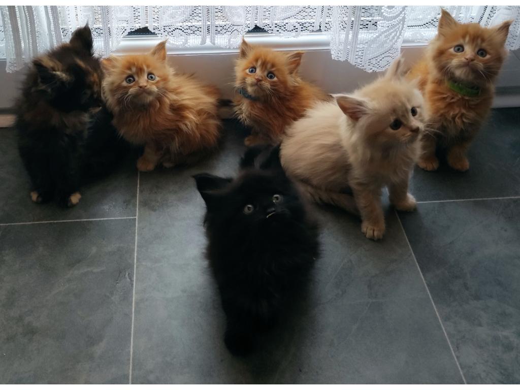 6 kleine Reinrassige Maine Coon Kitten mit Stammbaum - Maine Coon - Plochingen