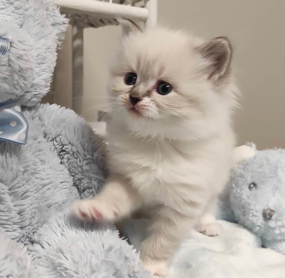 Ragdoll-Kätzchen - Ragdoll - Heilbronn