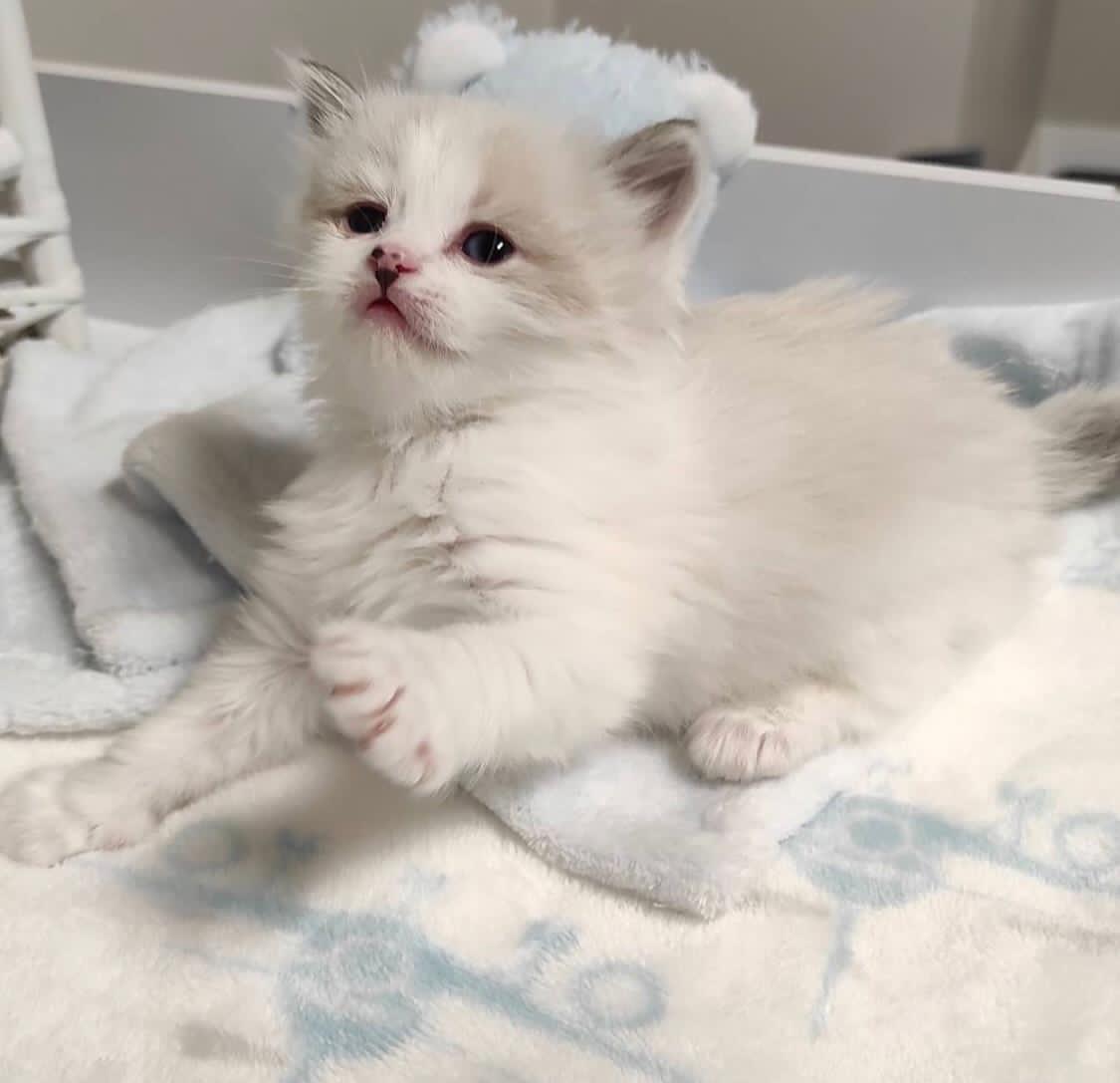 Niedliche Ragdoll-Kätzchen suchen jetzt ihr Zuhause - Ragdoll - Erfurt