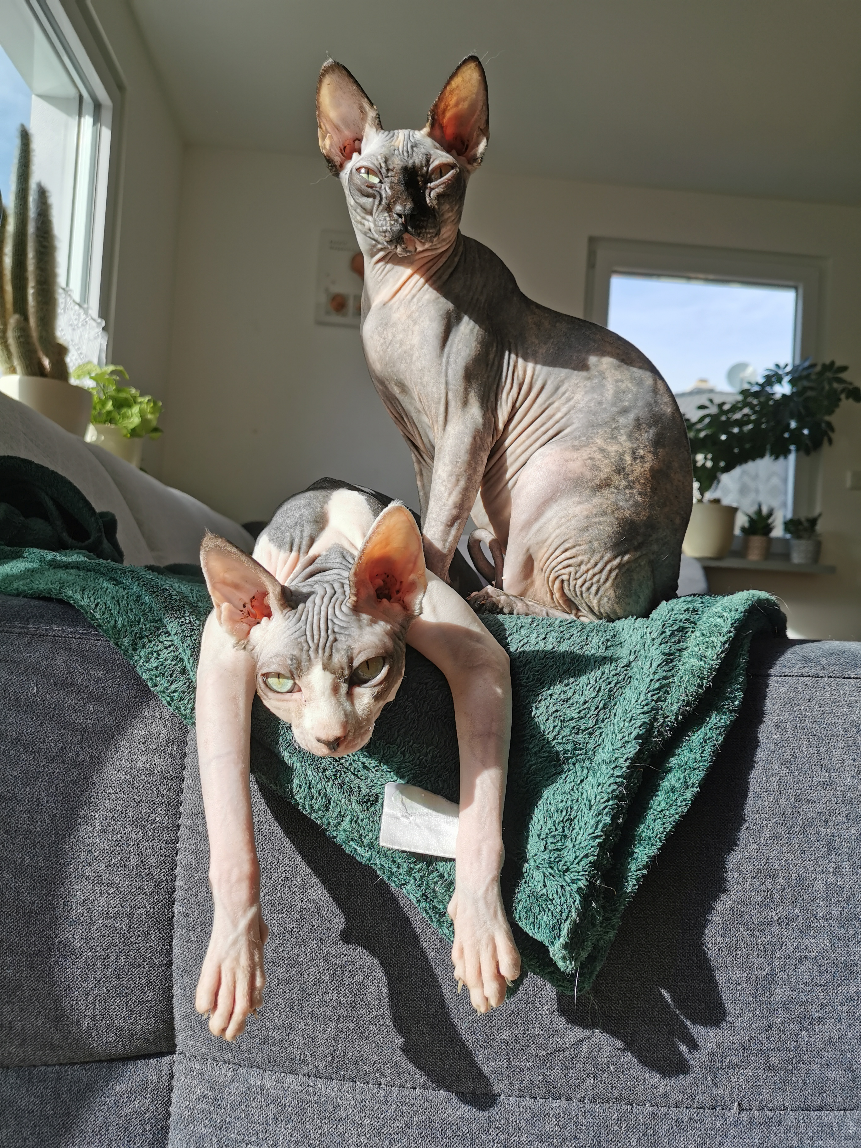 Sphynx Pärchen Bruder und Schwester Jungkatzen - Sphynx - Bischberg
