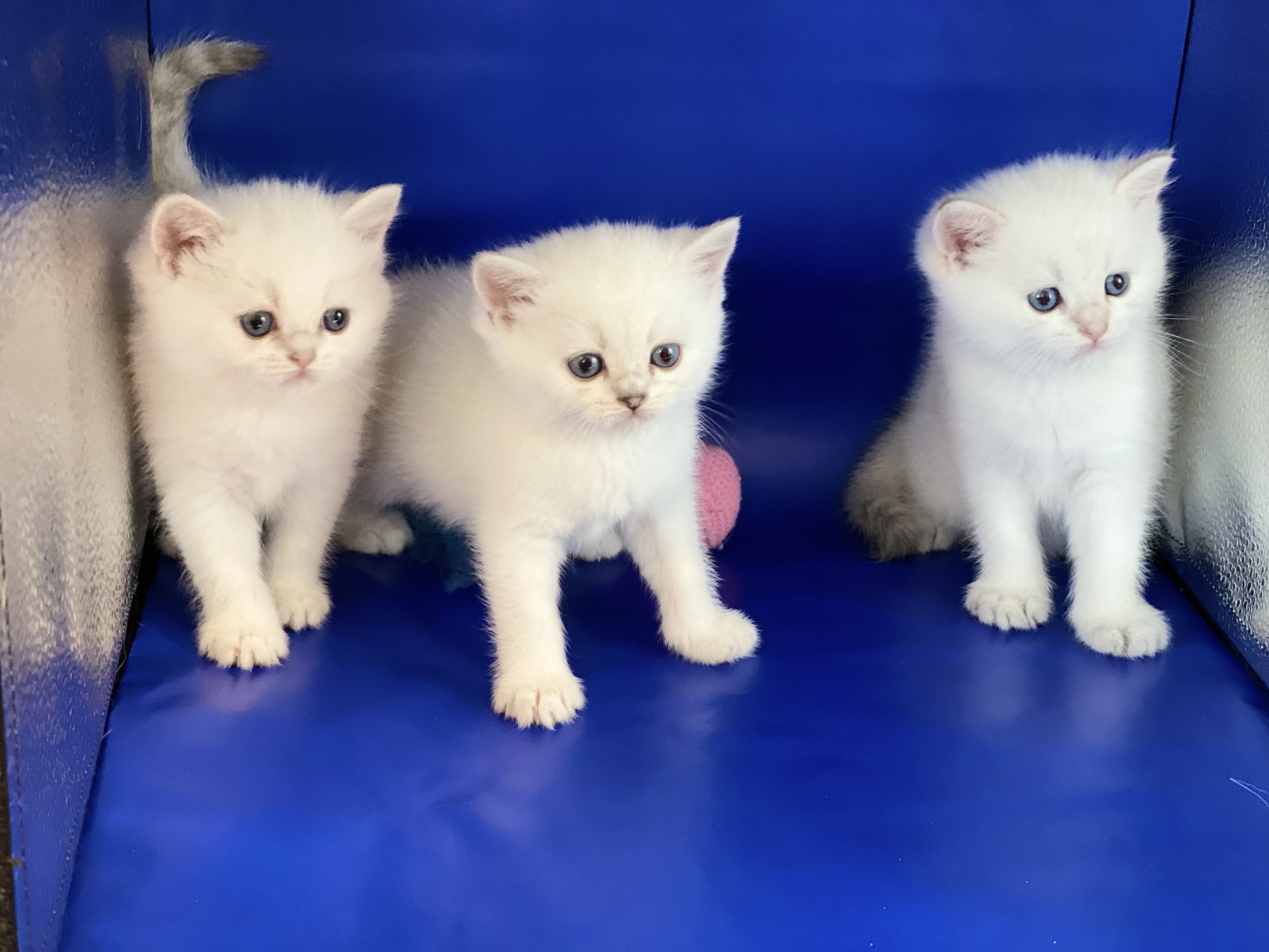 BKH Kitten mit Stammbaum - British Kurzhaar - Berlin