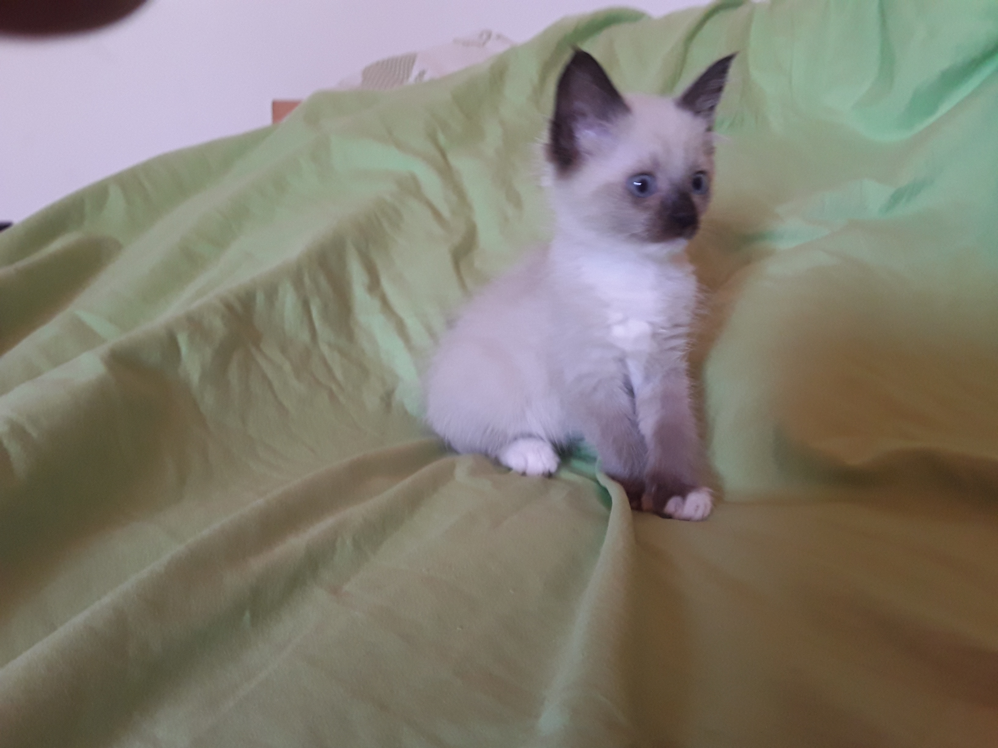 Ragdollkitten - Katzen Sonstige - Bad Füssing