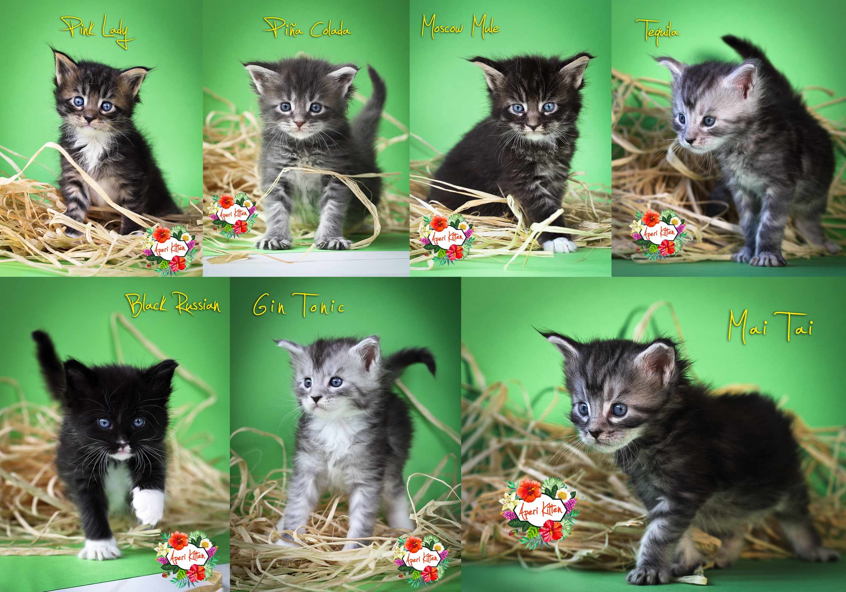 XXL Maine Coon Kitten - Maine Coon - Mitte - Hamburg Billstedt