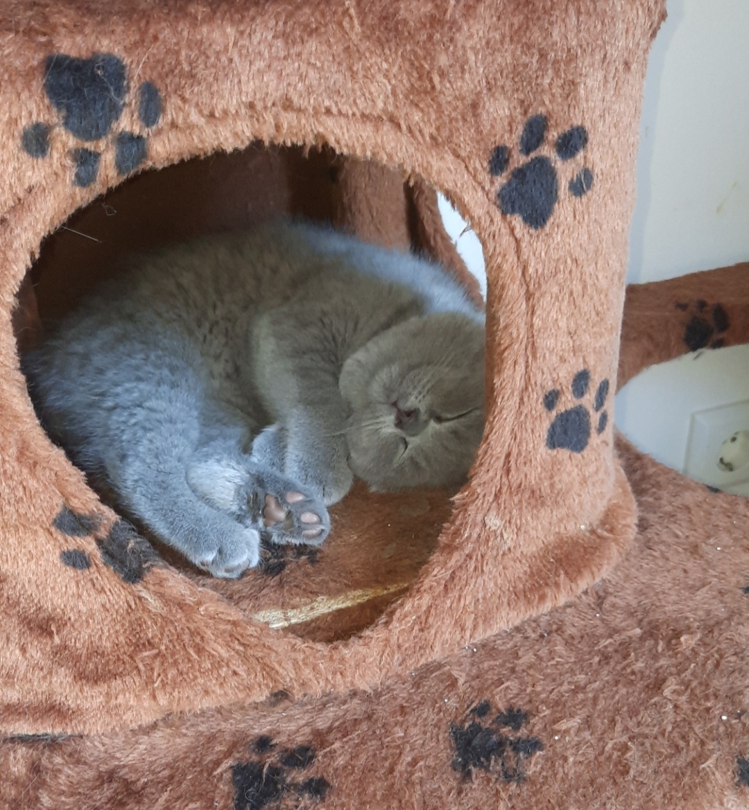 3 Mädchen suchen ein neues Zuhause - British Kurzhaar - Wassenberg