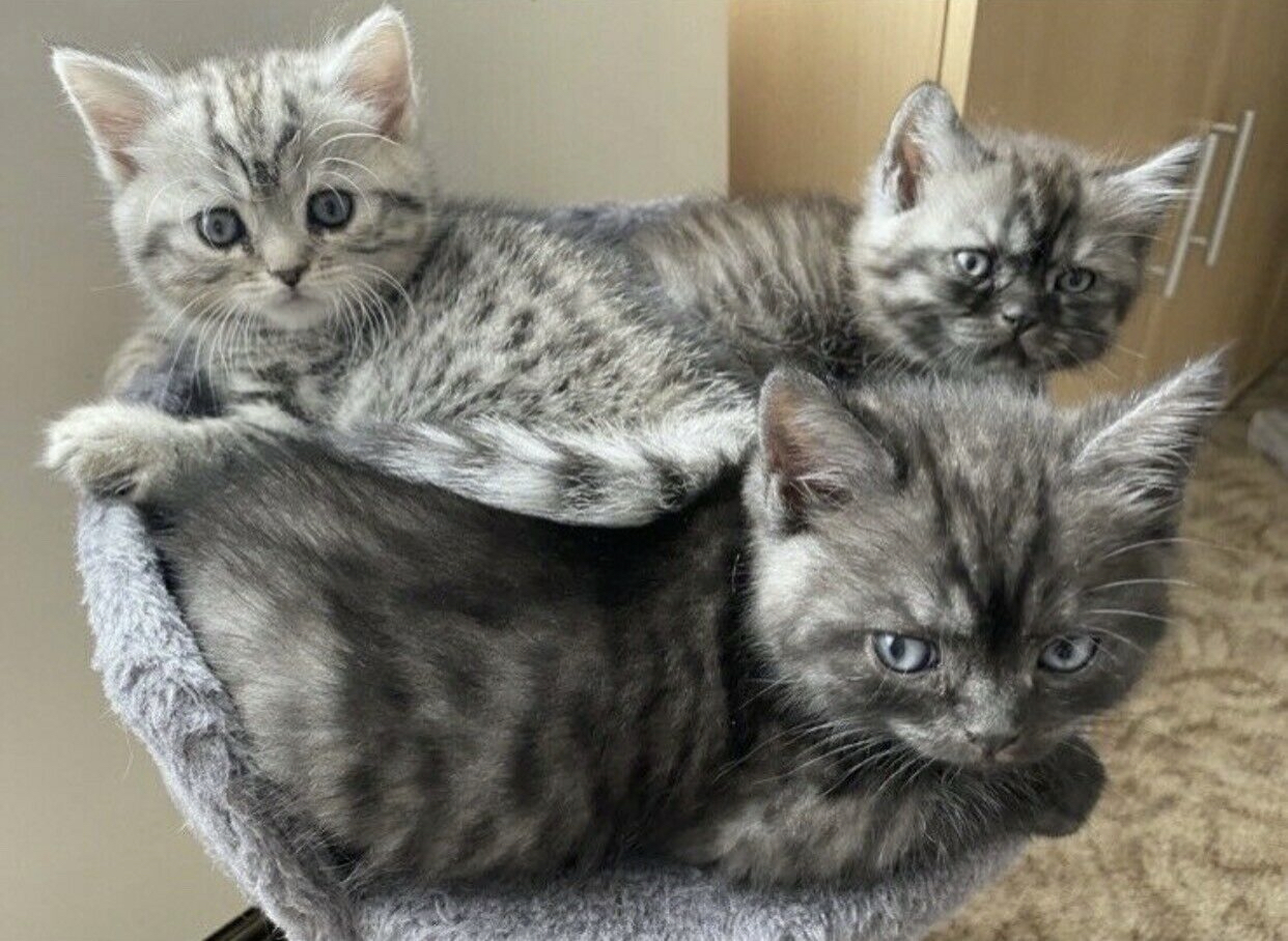 3 süße BKH Kitten suchen ab August neues Zuhause - British Kurzhaar - Laußnitz