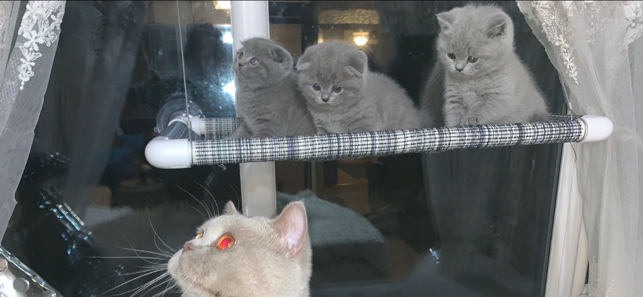 Scottish Fold Kätzchen - Scottish Fold - Innsbruck