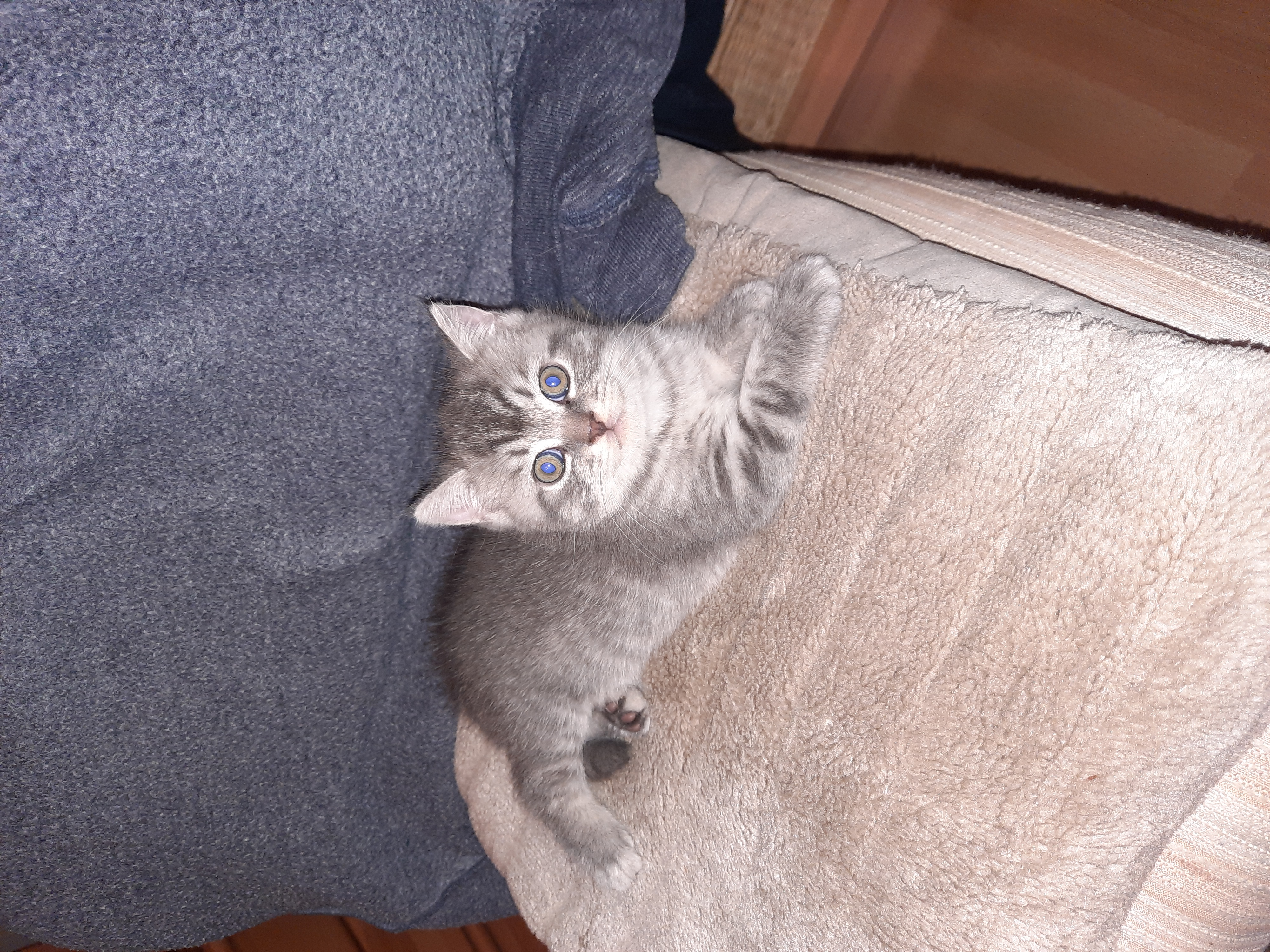 Babykatze Babykitten - British Kurzhaar - Ransbach Baumbach