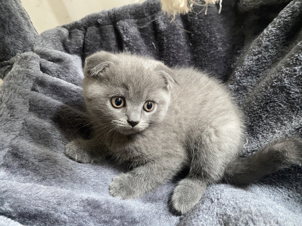 3x süße Scottish Fold Kitten  ab 02.08. - Scottish Fold - Berlin
