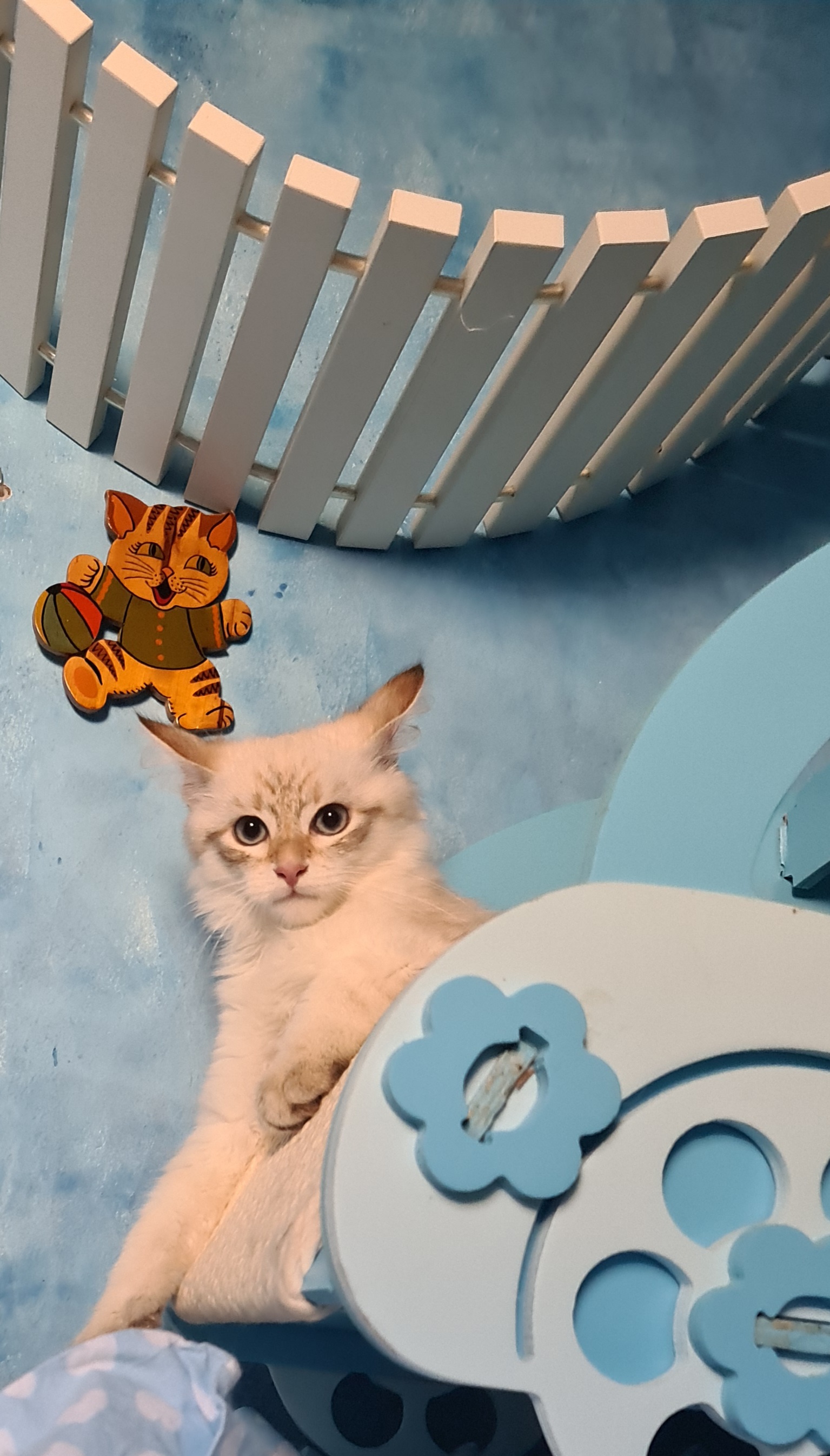 Neva Masquarade Kater 16 wochen mit Stammbaum - Neva Masquarade - Recklinghausen