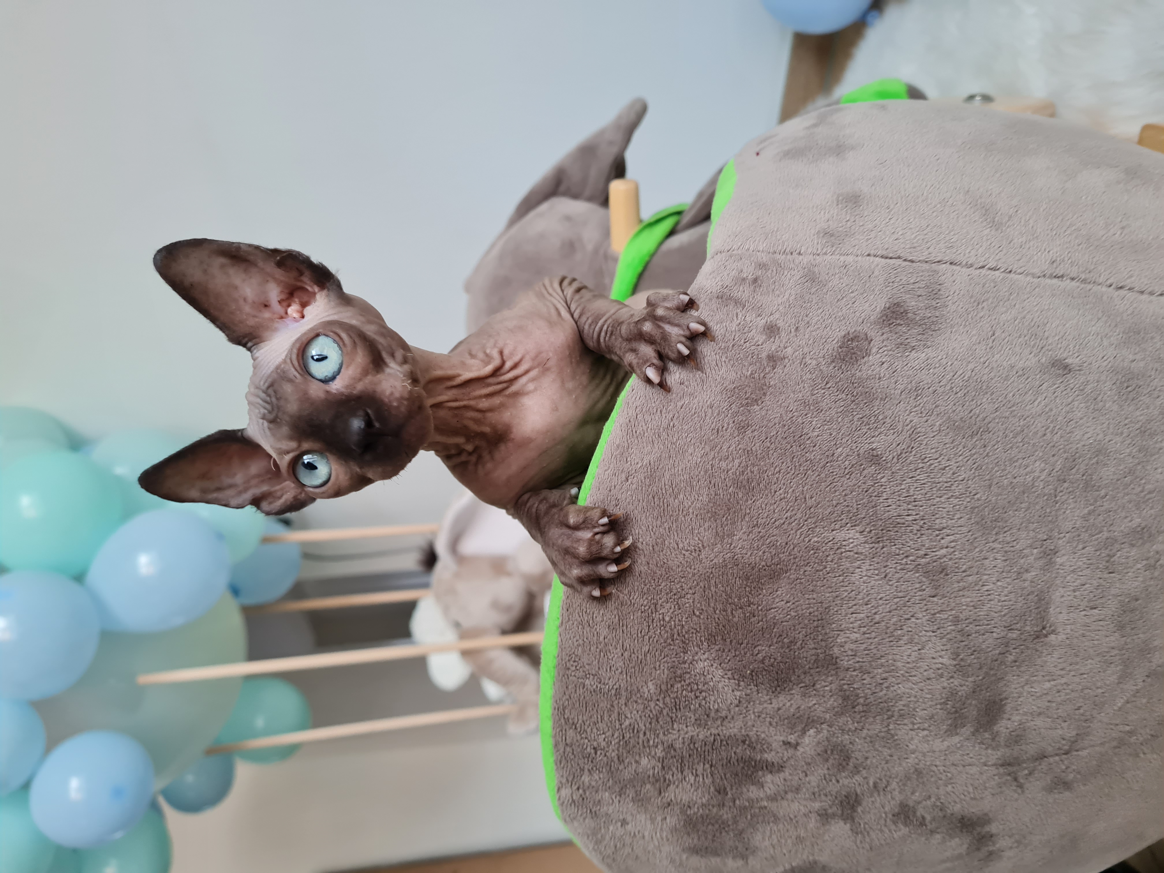 Deckkater Sphynx - Sphynx - Fürstenau