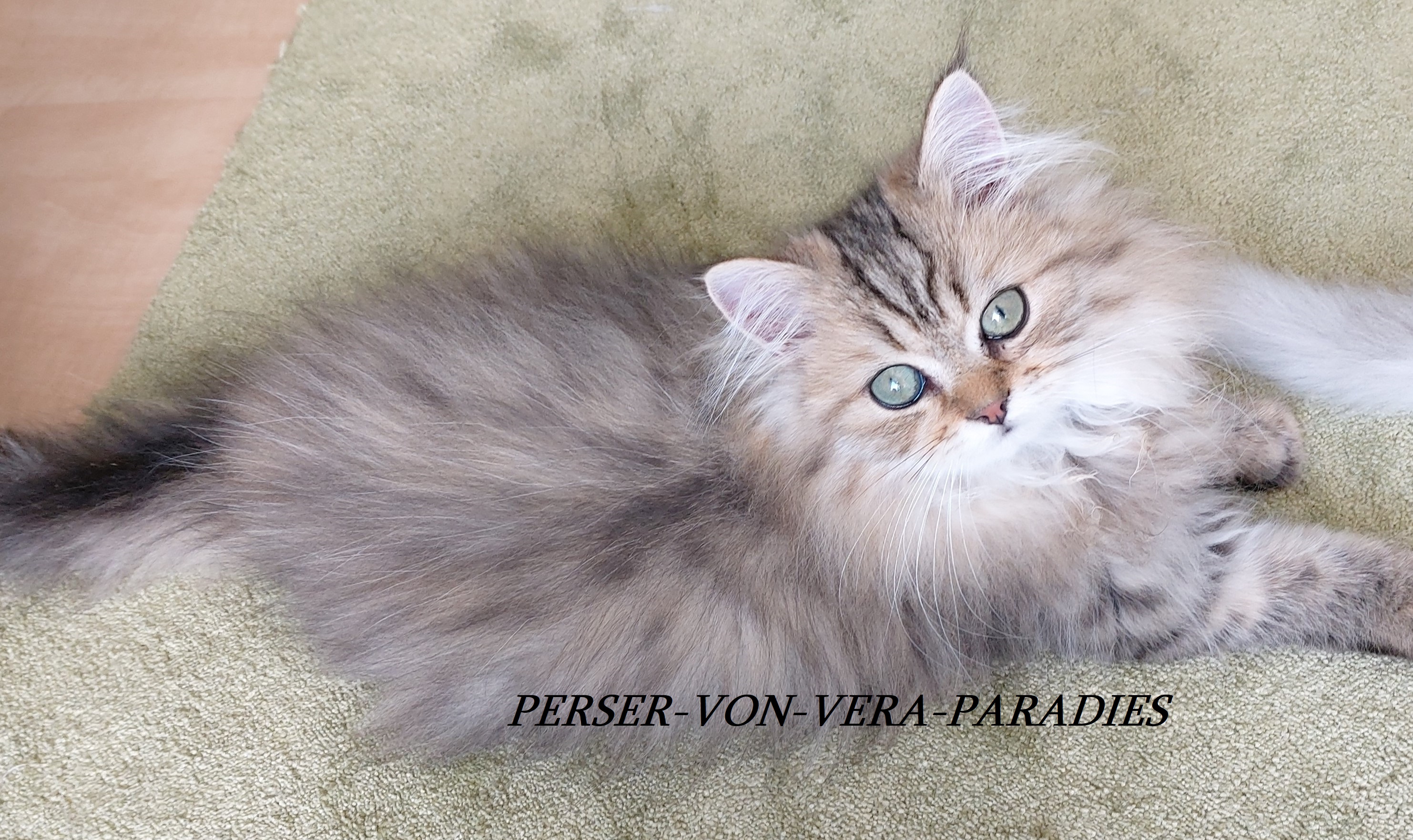 Reinrassige Perserbabys golden shaded - Perser - Rüsselsheim