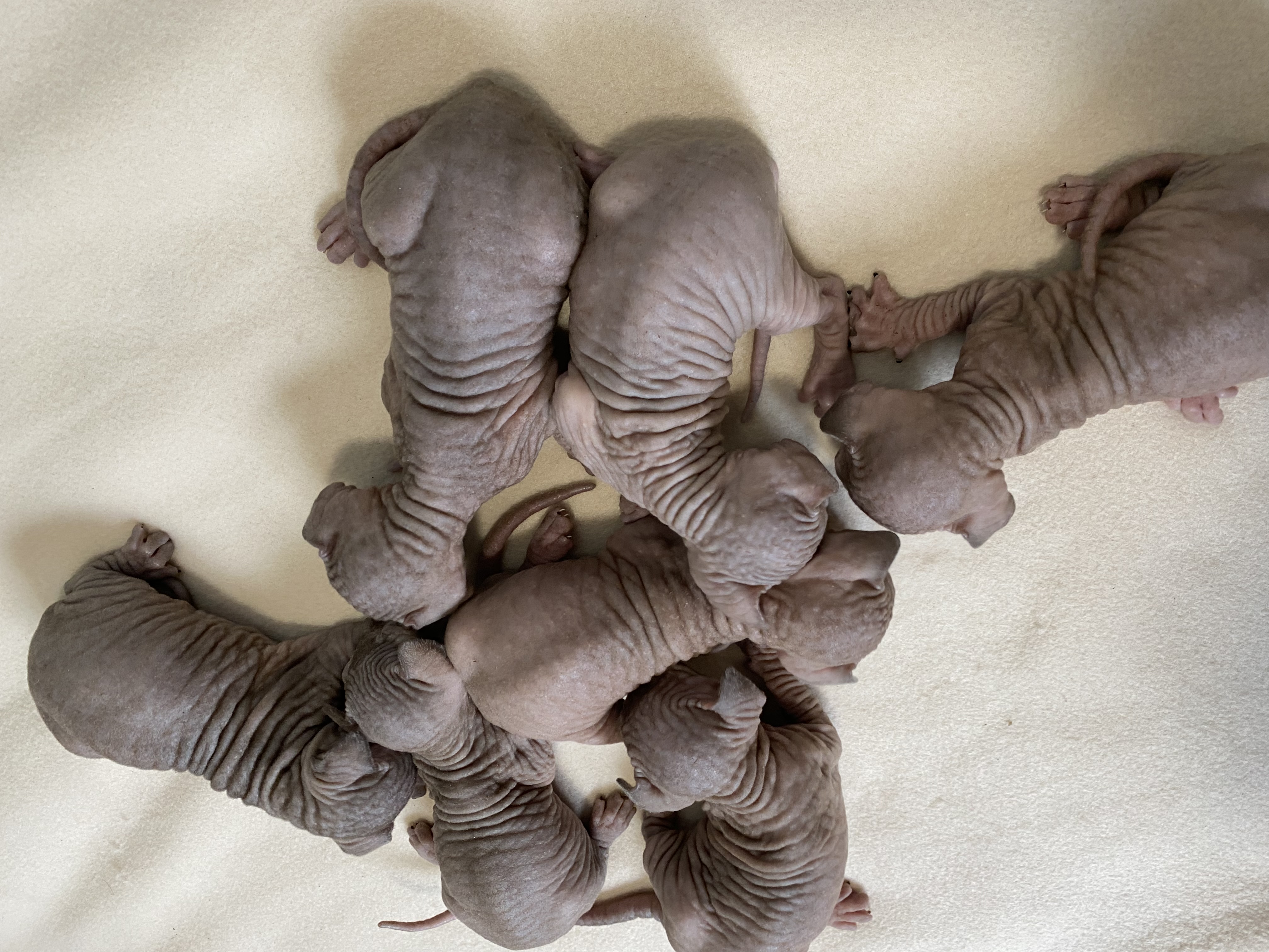 Canadian Sphynx Kitten - Sphynx - Leverkusen