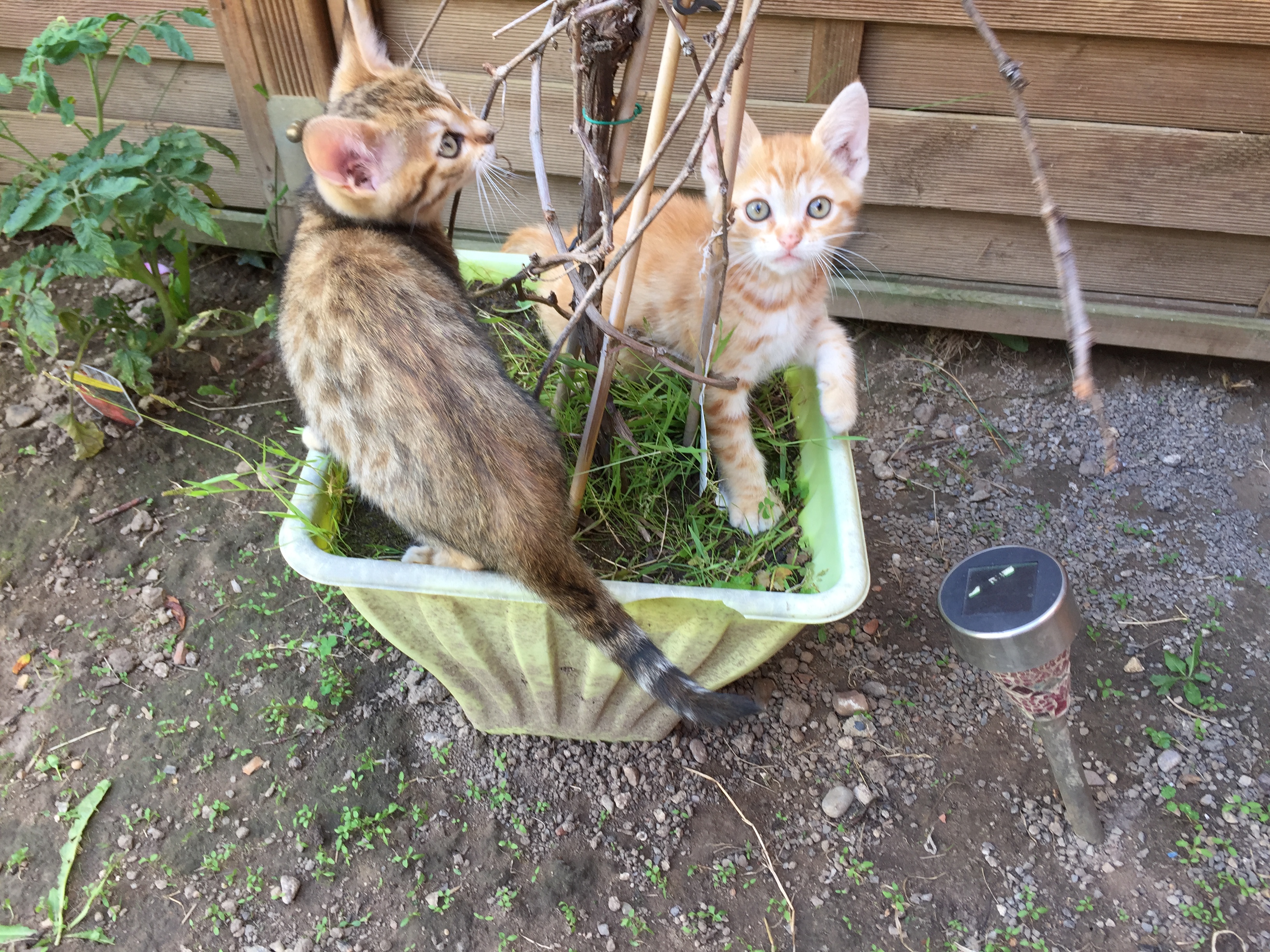 Traumhaft schöne Bengalkitten in Red  sehr selten  und auch andere Farben - Bengal - Lauenau