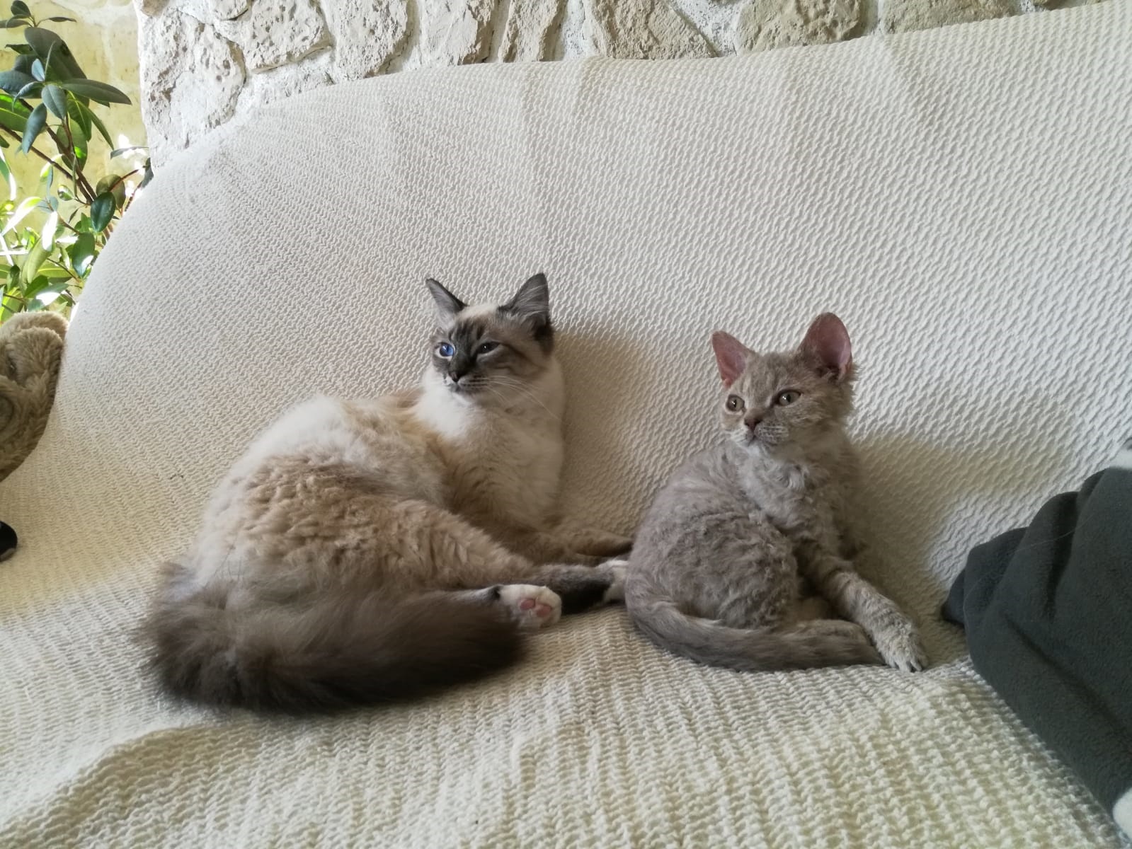 Kitten Lockenkatze selkirk re - Selkirk Rex - Hoyerswerda