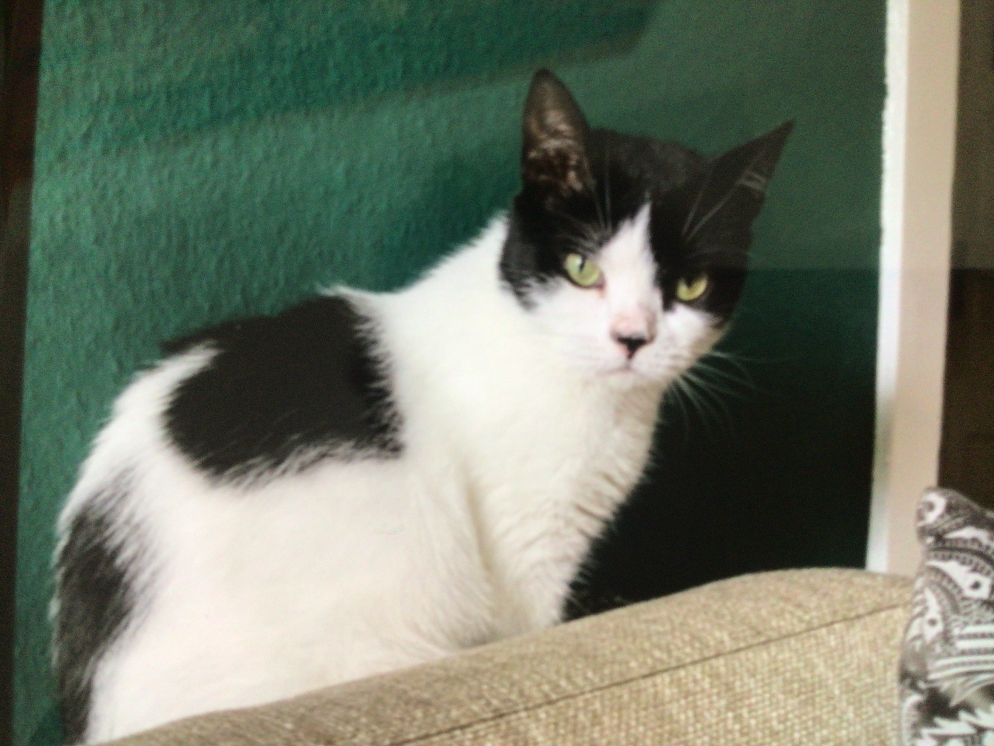 Flöckchen sucht Freund in neuer Familie - Hauskatzen - Lübeck