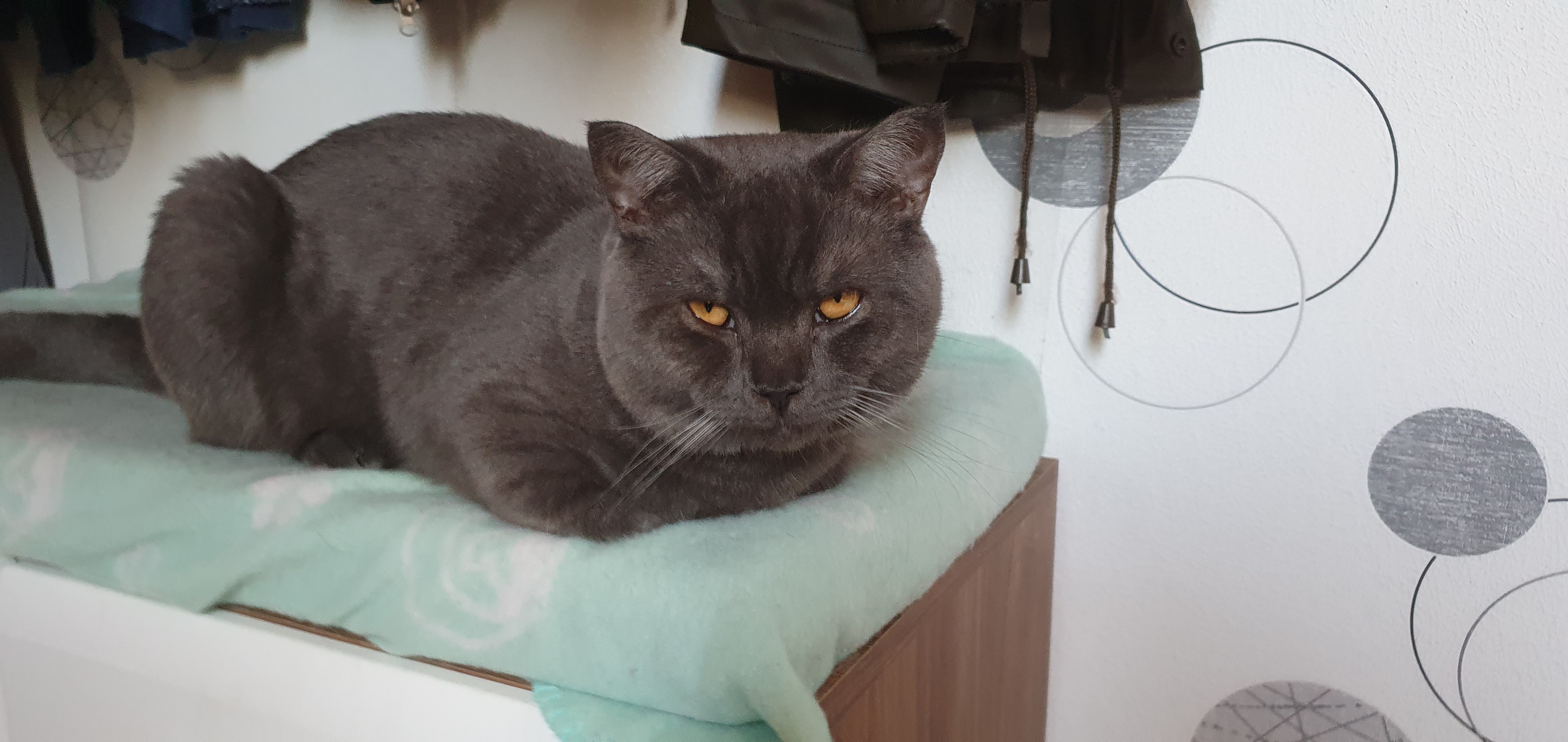Britischkurzhaar Kater - Deckkater - Aurich