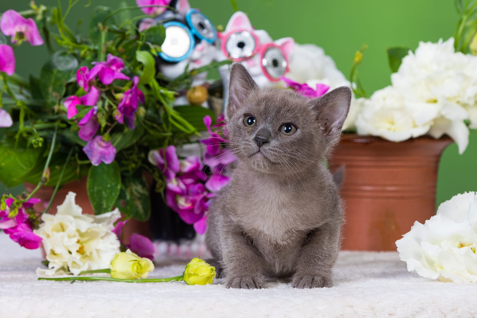 Burma kitten - Burma - Neulußheim