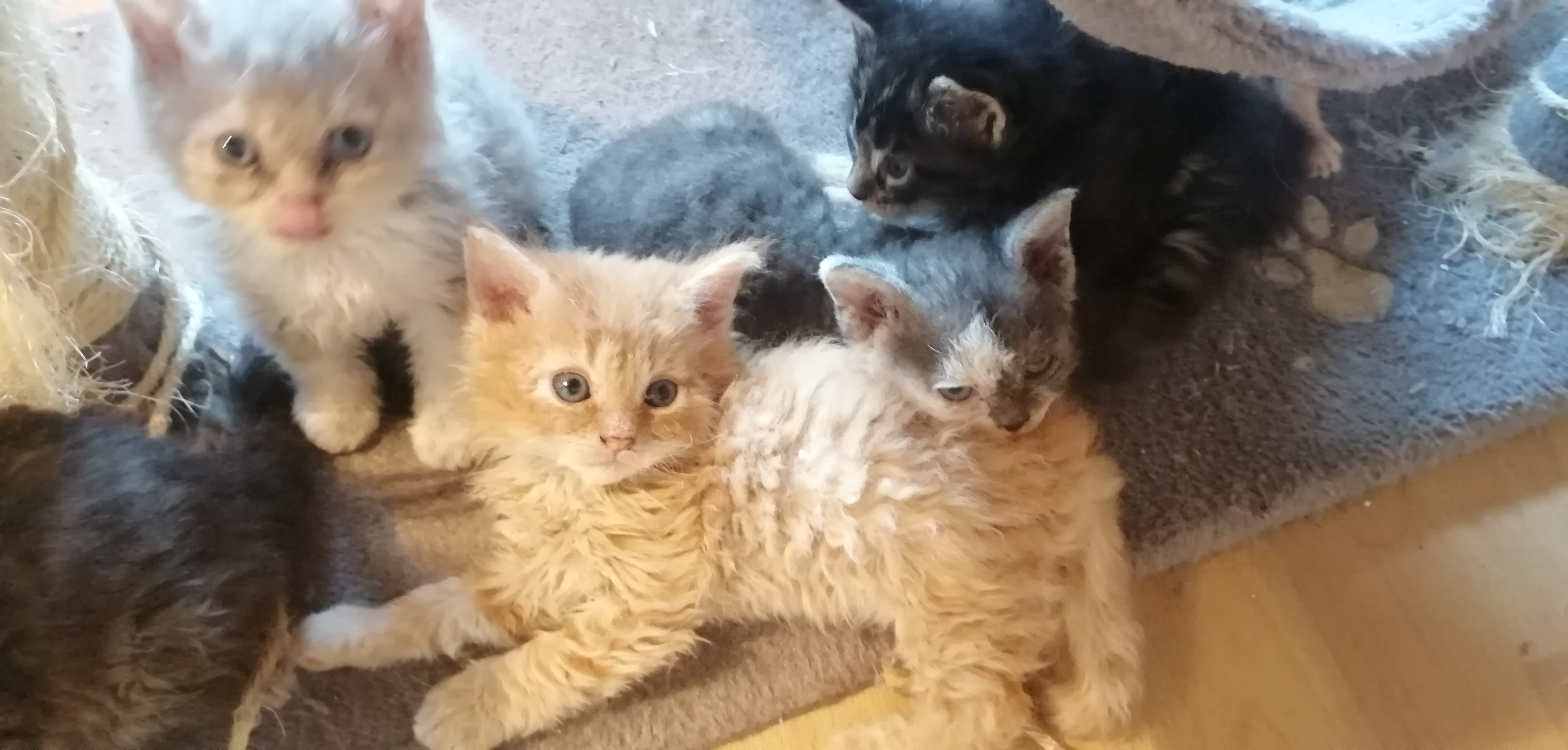 Selkirk Rex Kitten - Selkirk Rex - Sinsheim