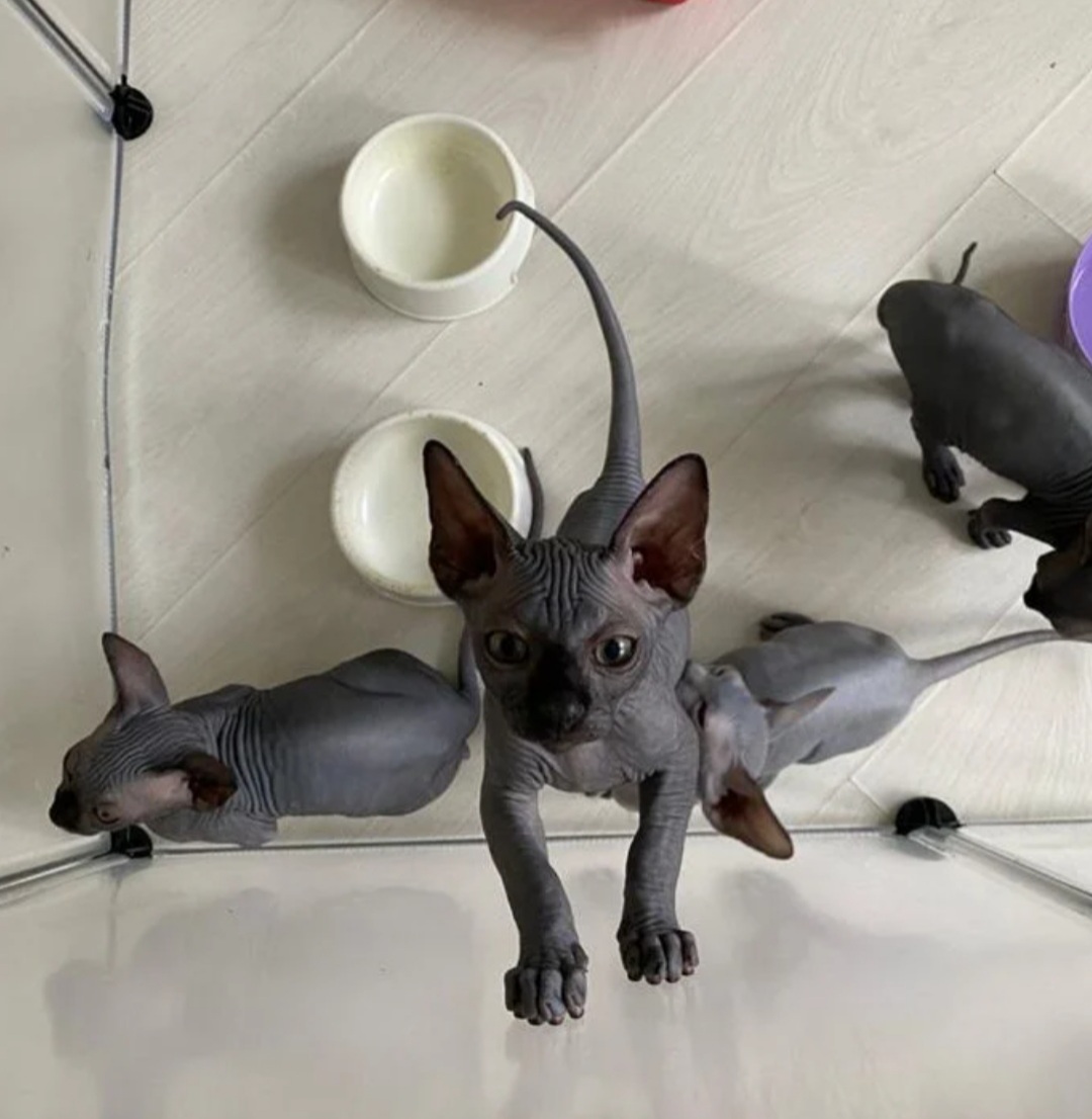 Kanadische Sphynx 1 Mädchden 3 Jungs - Sphynx - Dissen am Teutoburger Wald