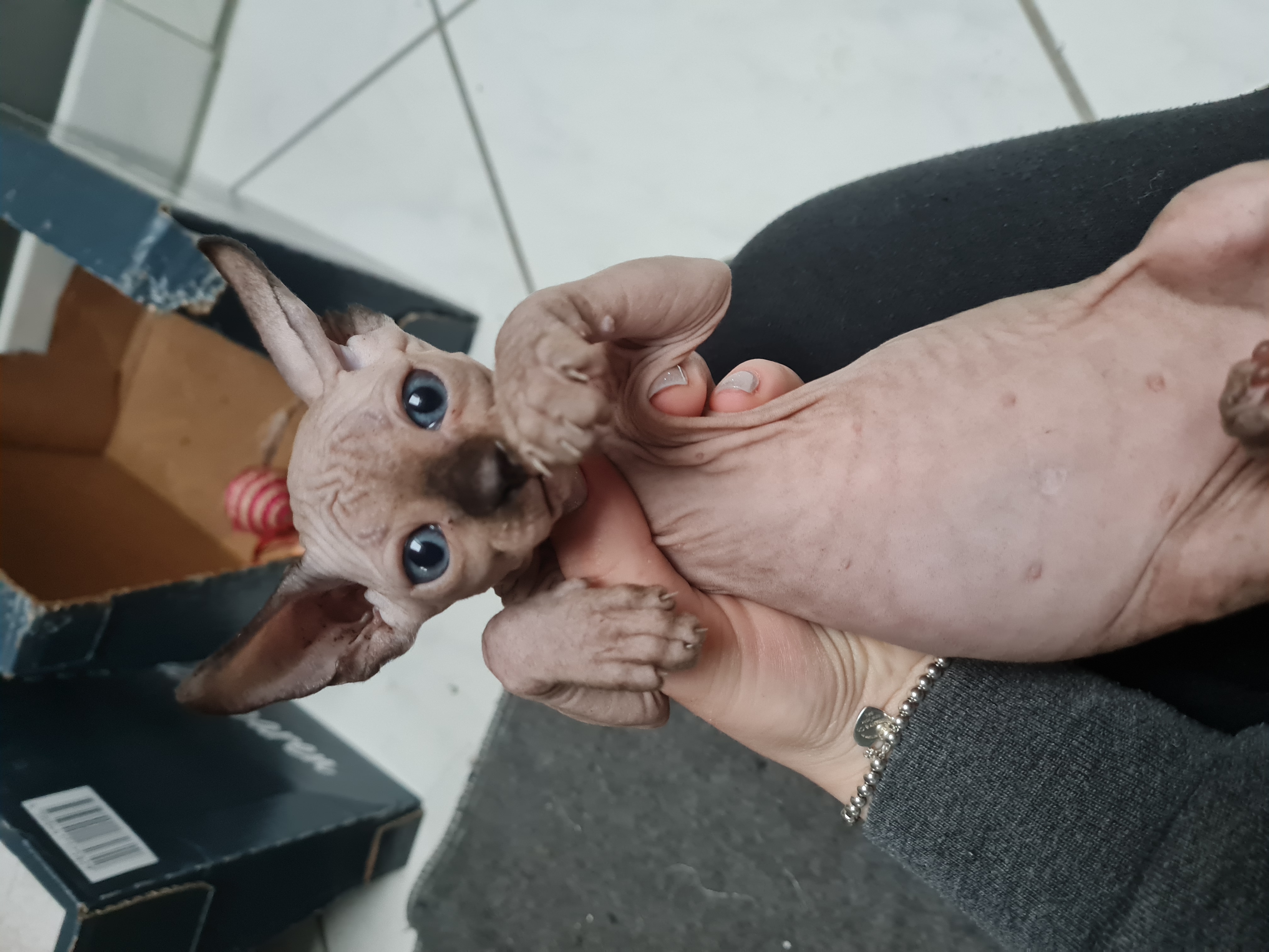 Sphynx Kitten 3 Jungs und 1 Mädchen - Sphynx - Taufkirchen